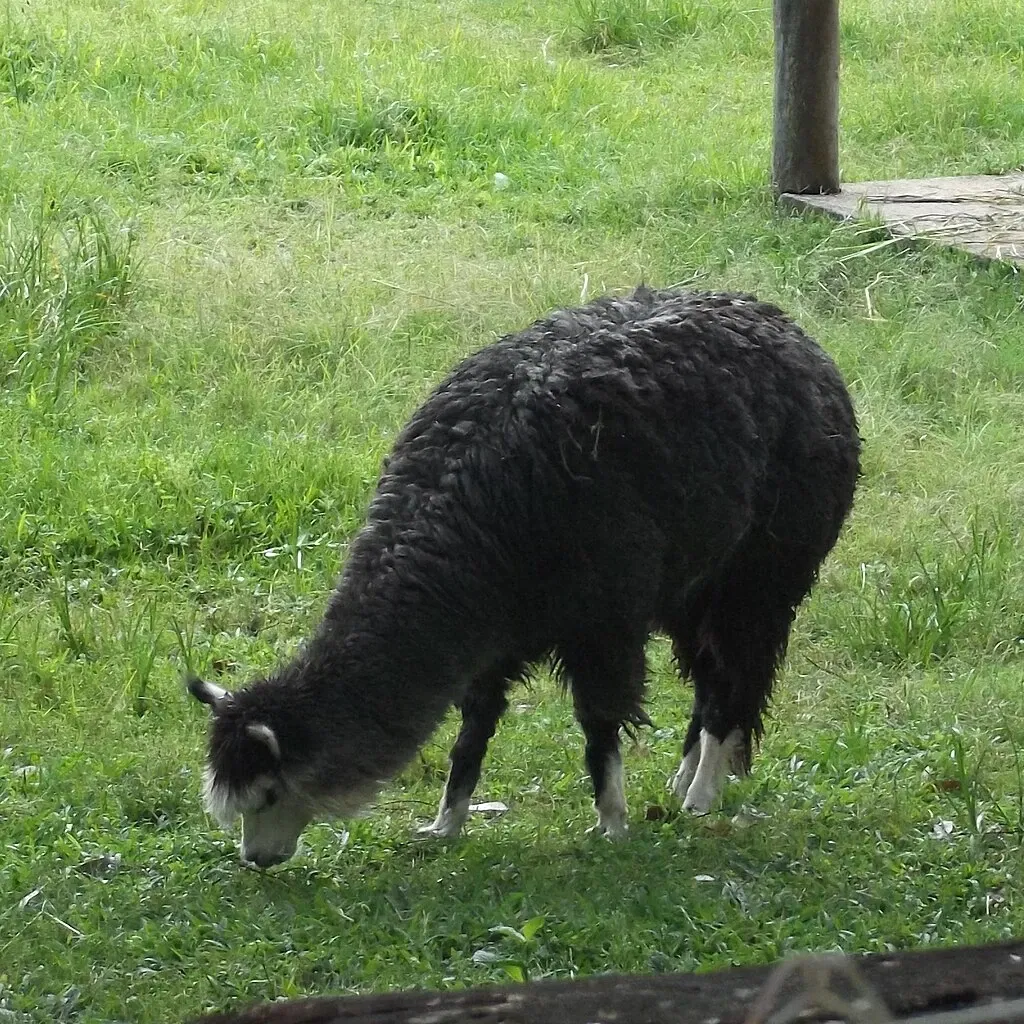 Park Zoo Sapucaia do Sul