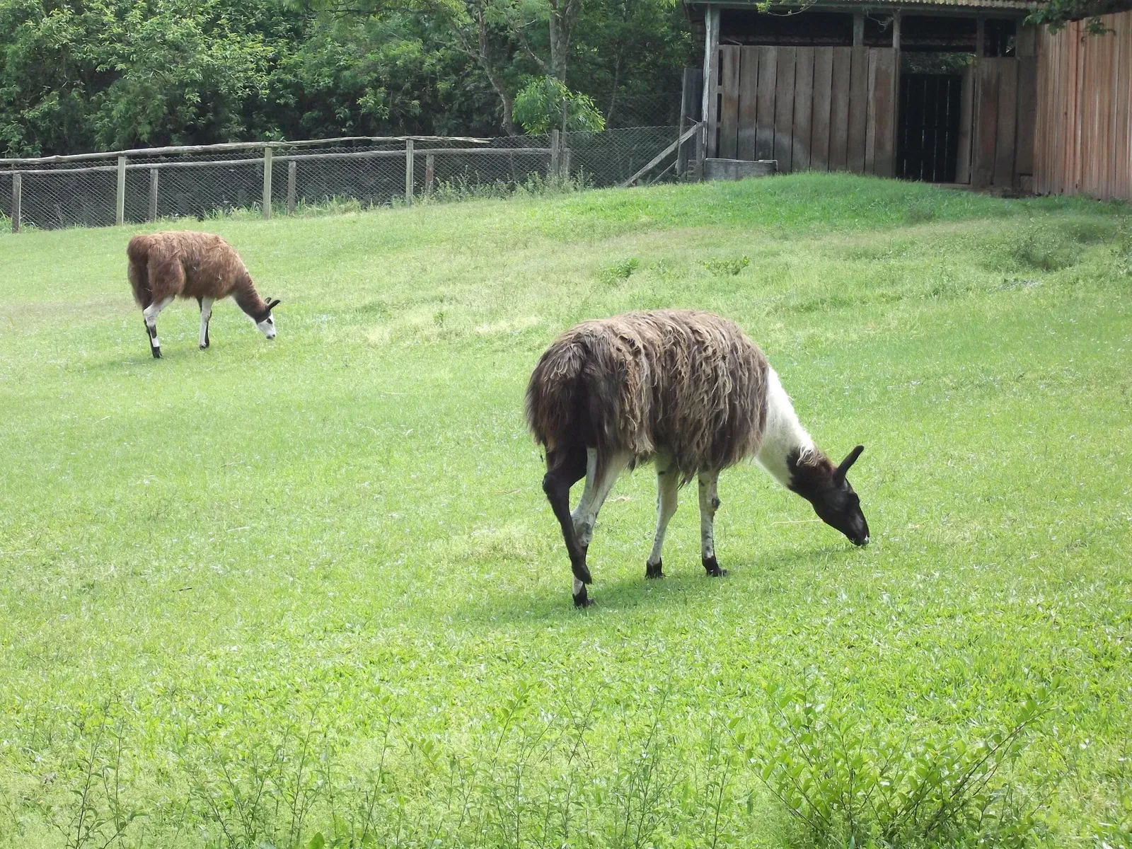 Park Zoo Sapucaia do Sul