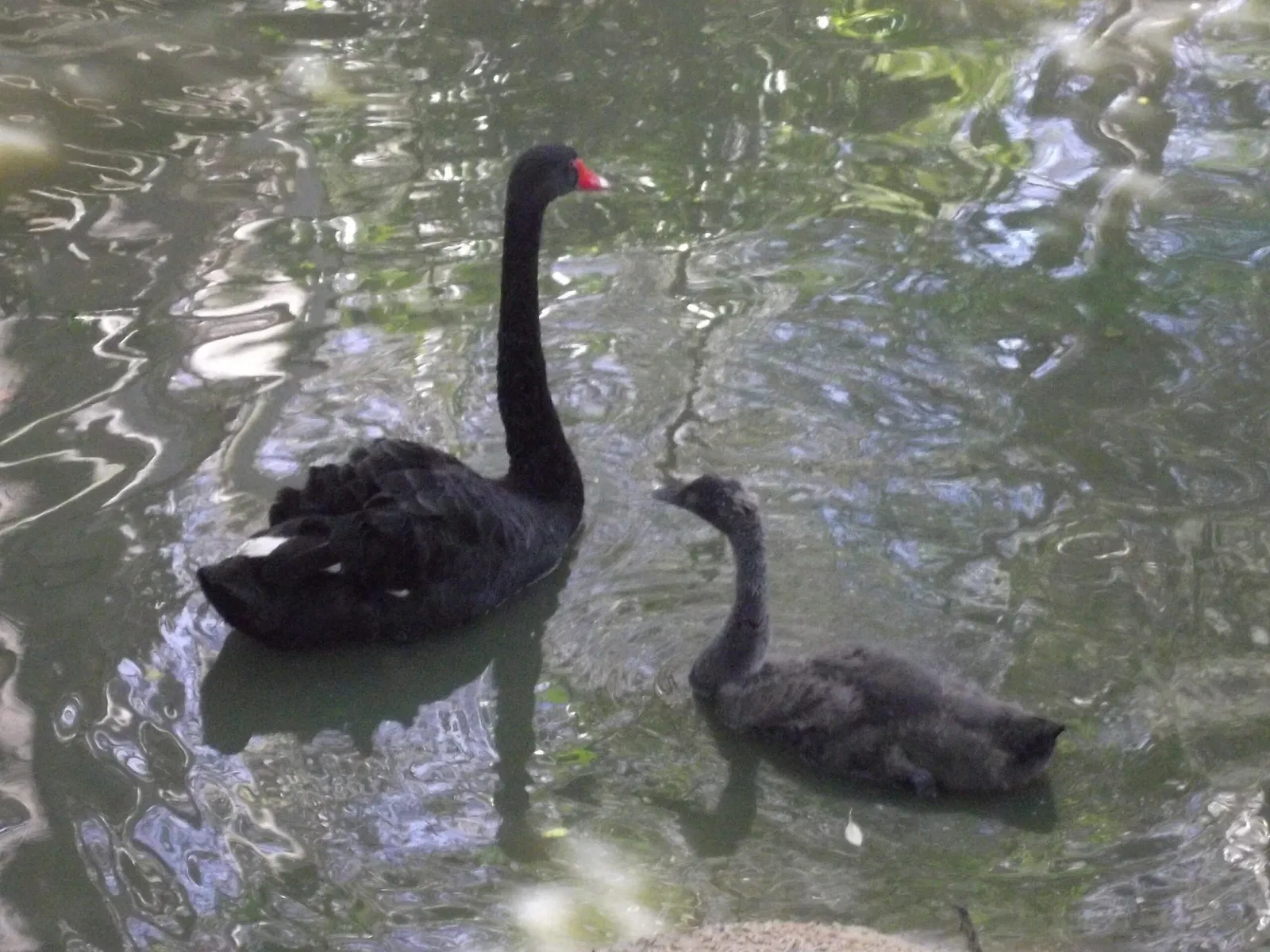 Park Zoo Sapucaia do Sul