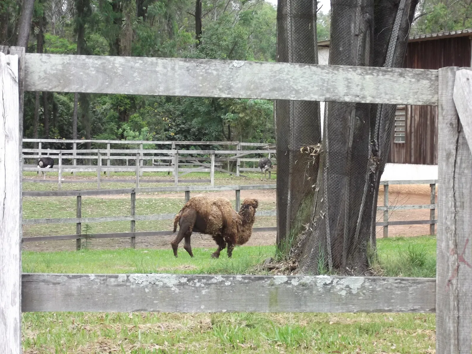 Park Zoo Sapucaia do Sul