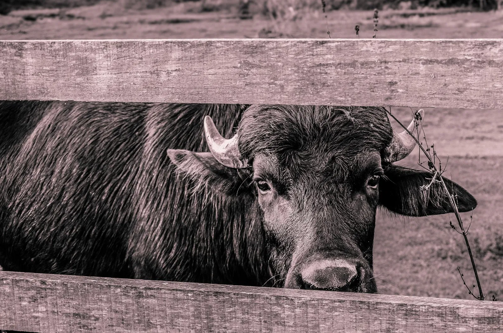 Park Zoo Sapucaia do Sul