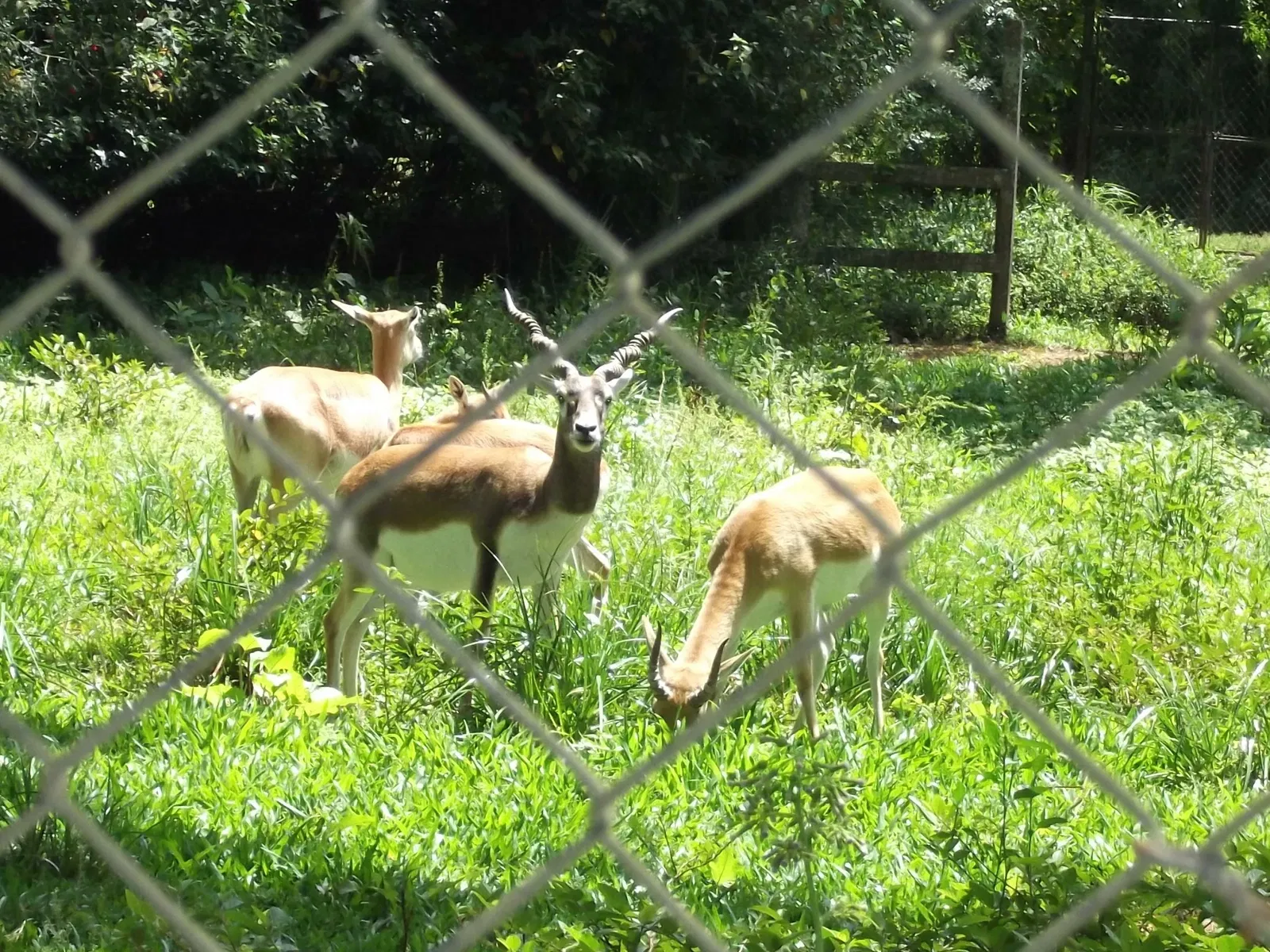 Park Zoo Sapucaia do Sul