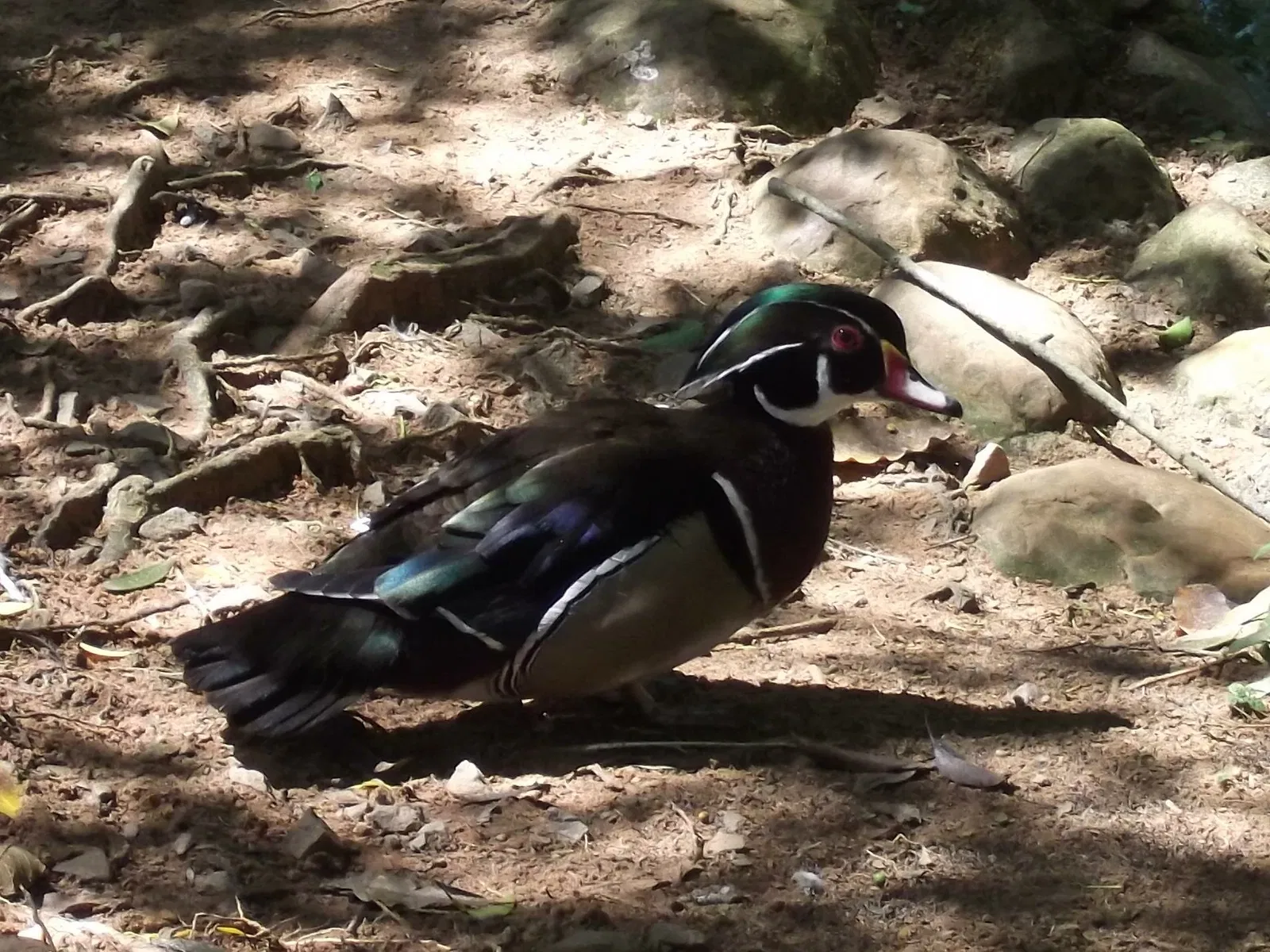 Park Zoo Sapucaia do Sul