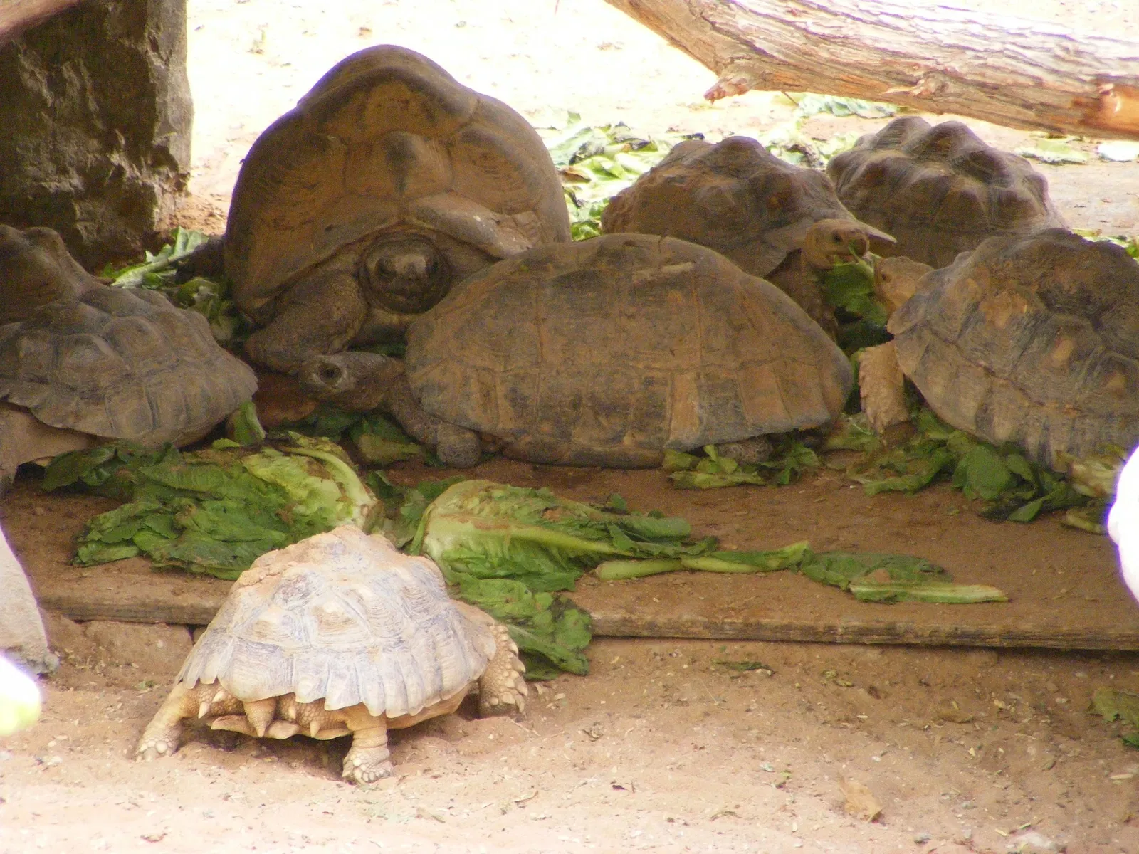 Zoológico de Al Ain