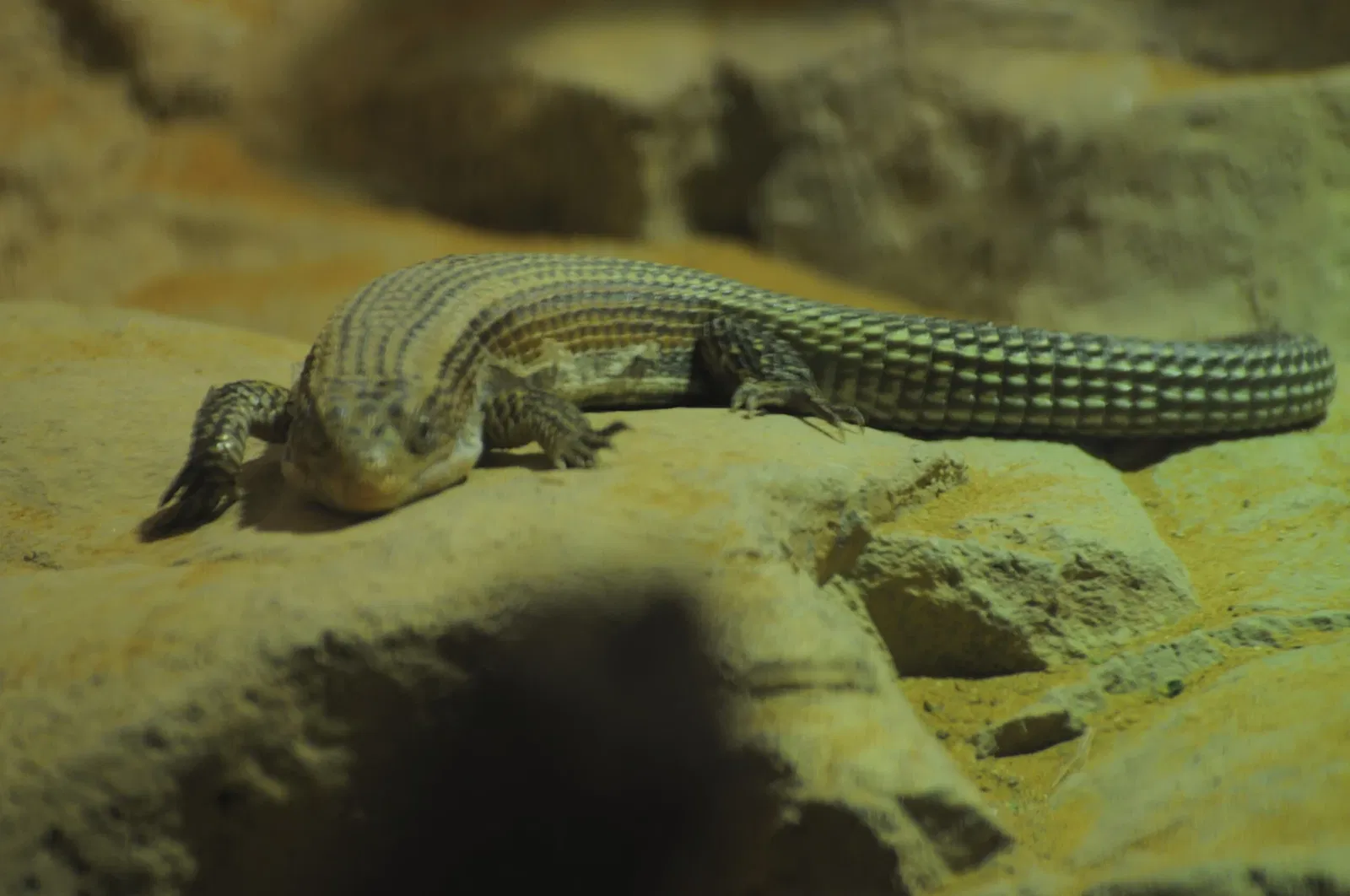 Zoológico de Al Ain