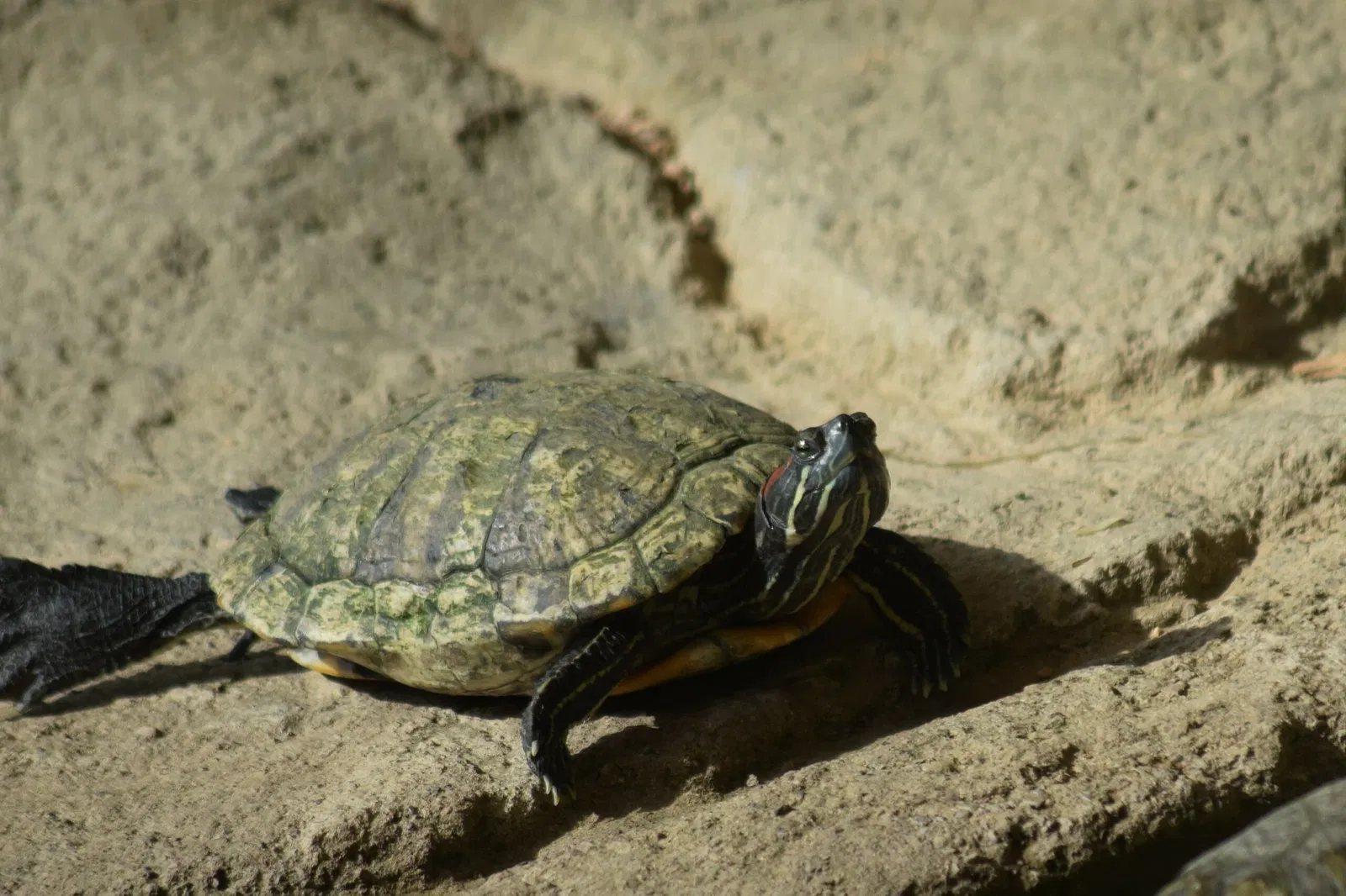 Zoológico de Al Ain