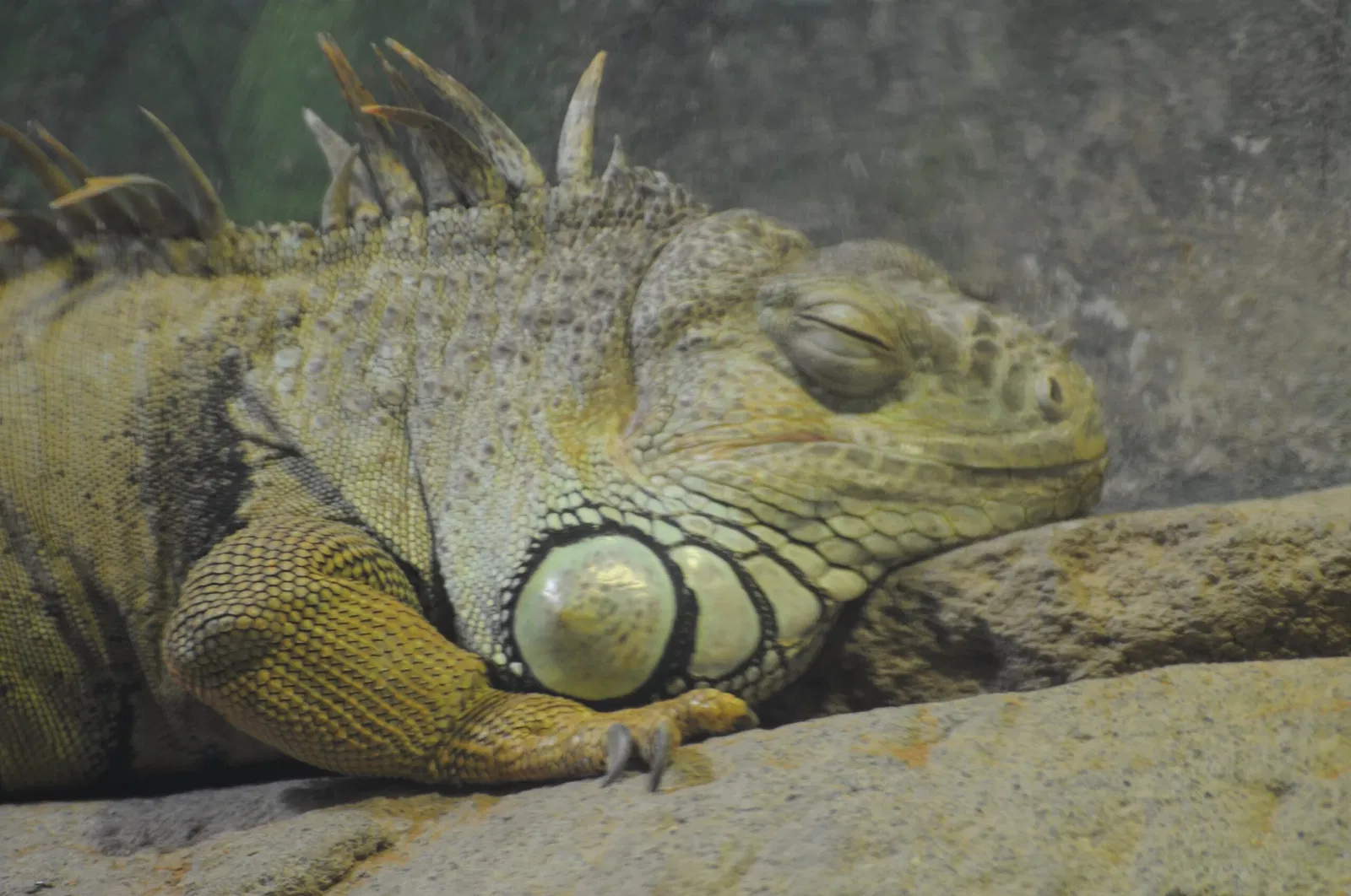 Zoológico de Al Ain