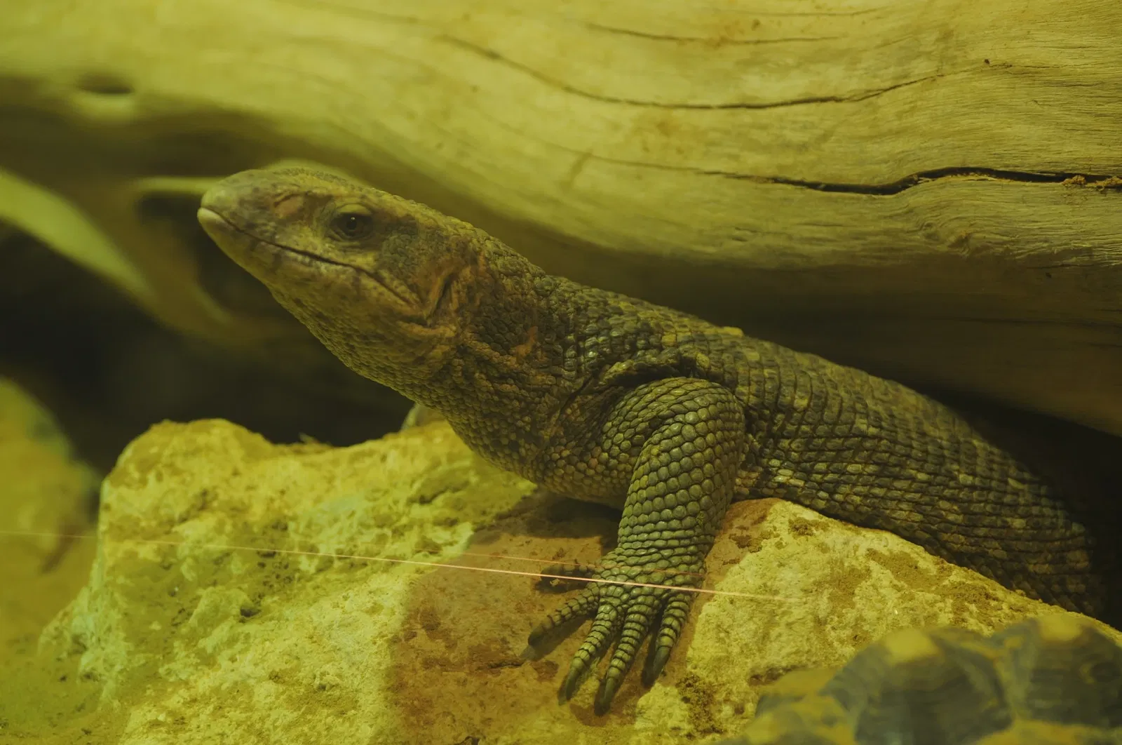 Zoológico de Al Ain