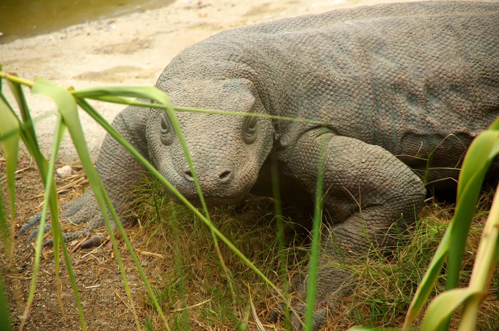 Zoológico de Al Ain