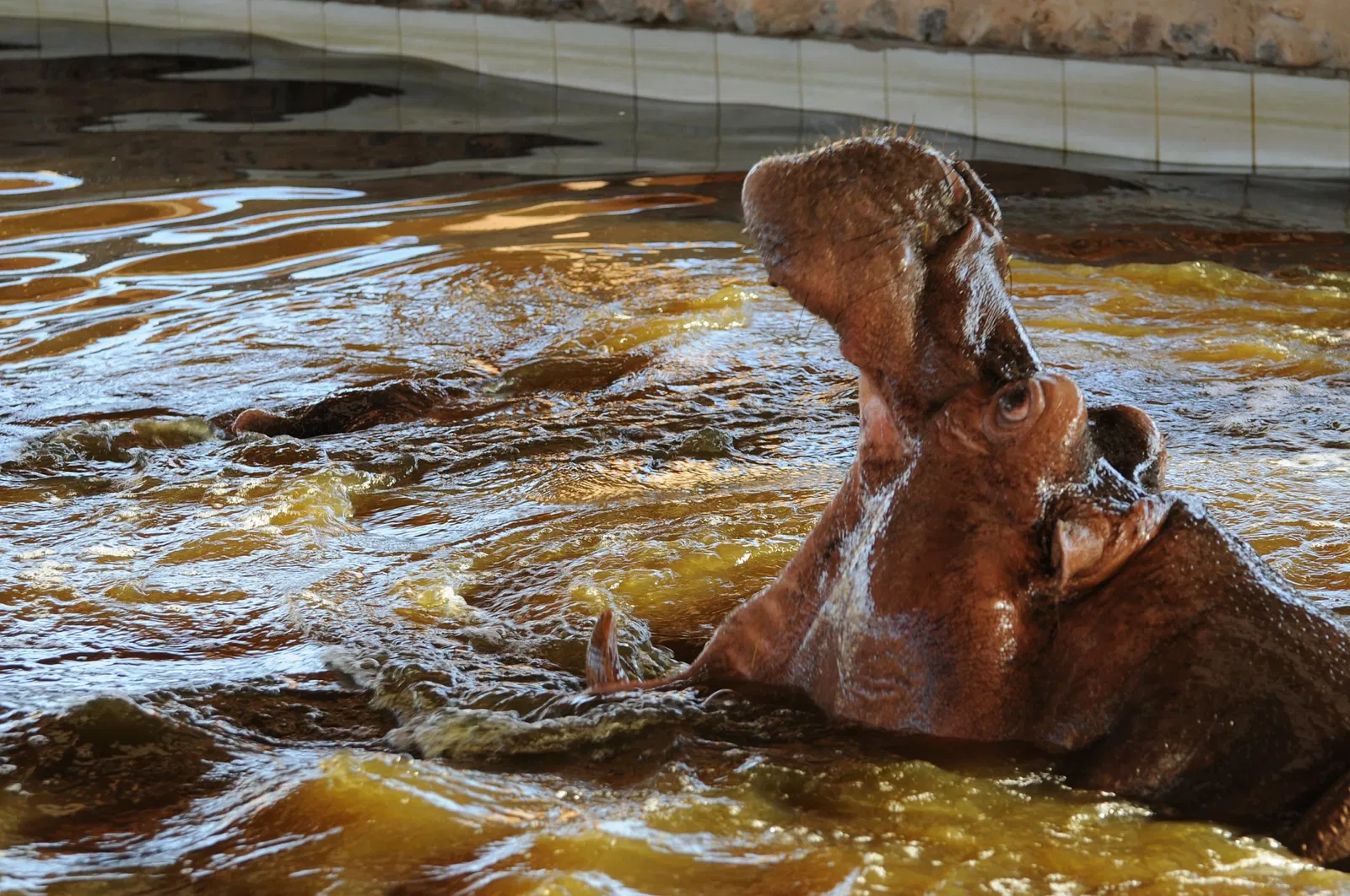 Zoológico de Al Ain