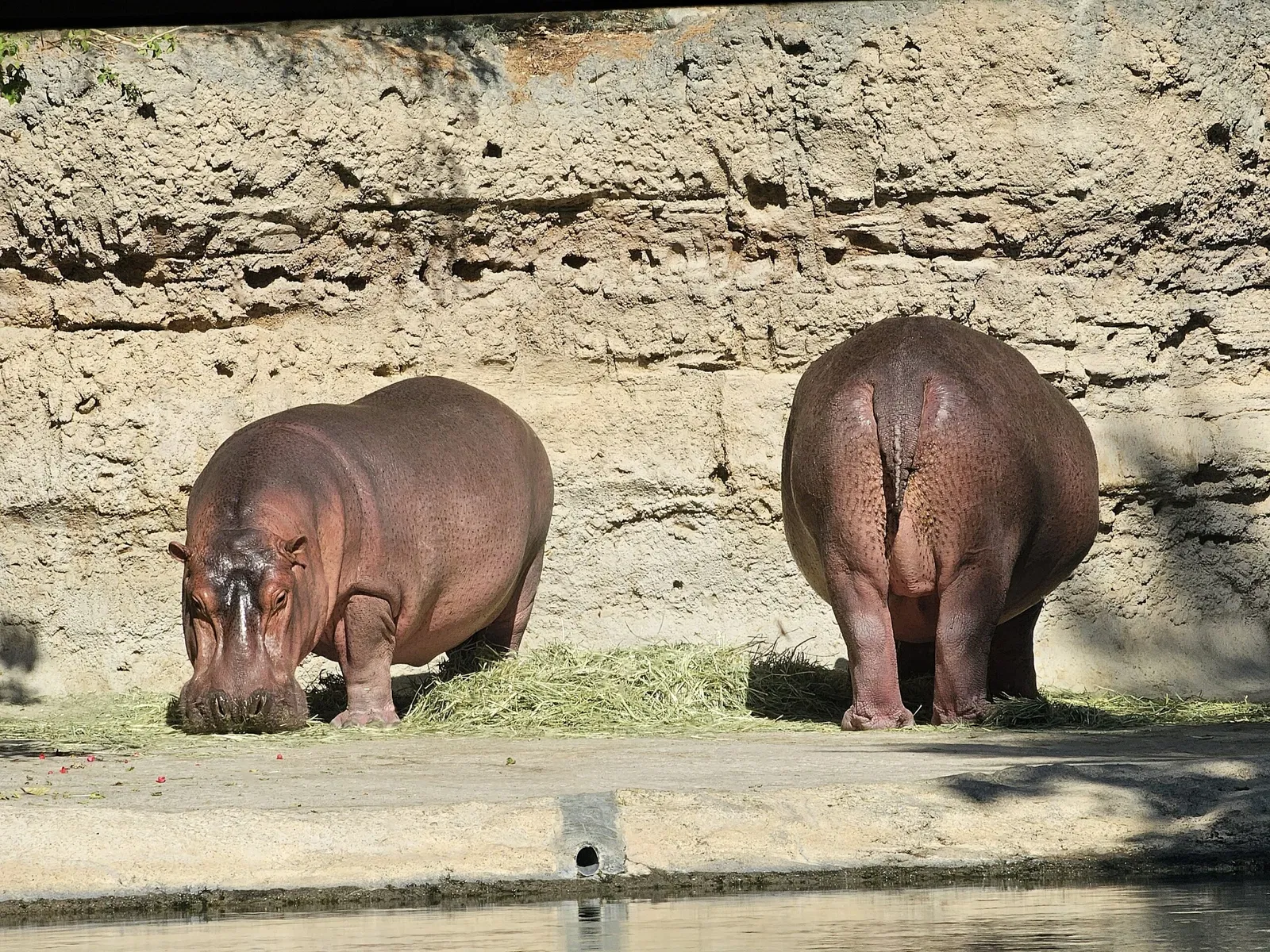 Zoológico de Al Ain