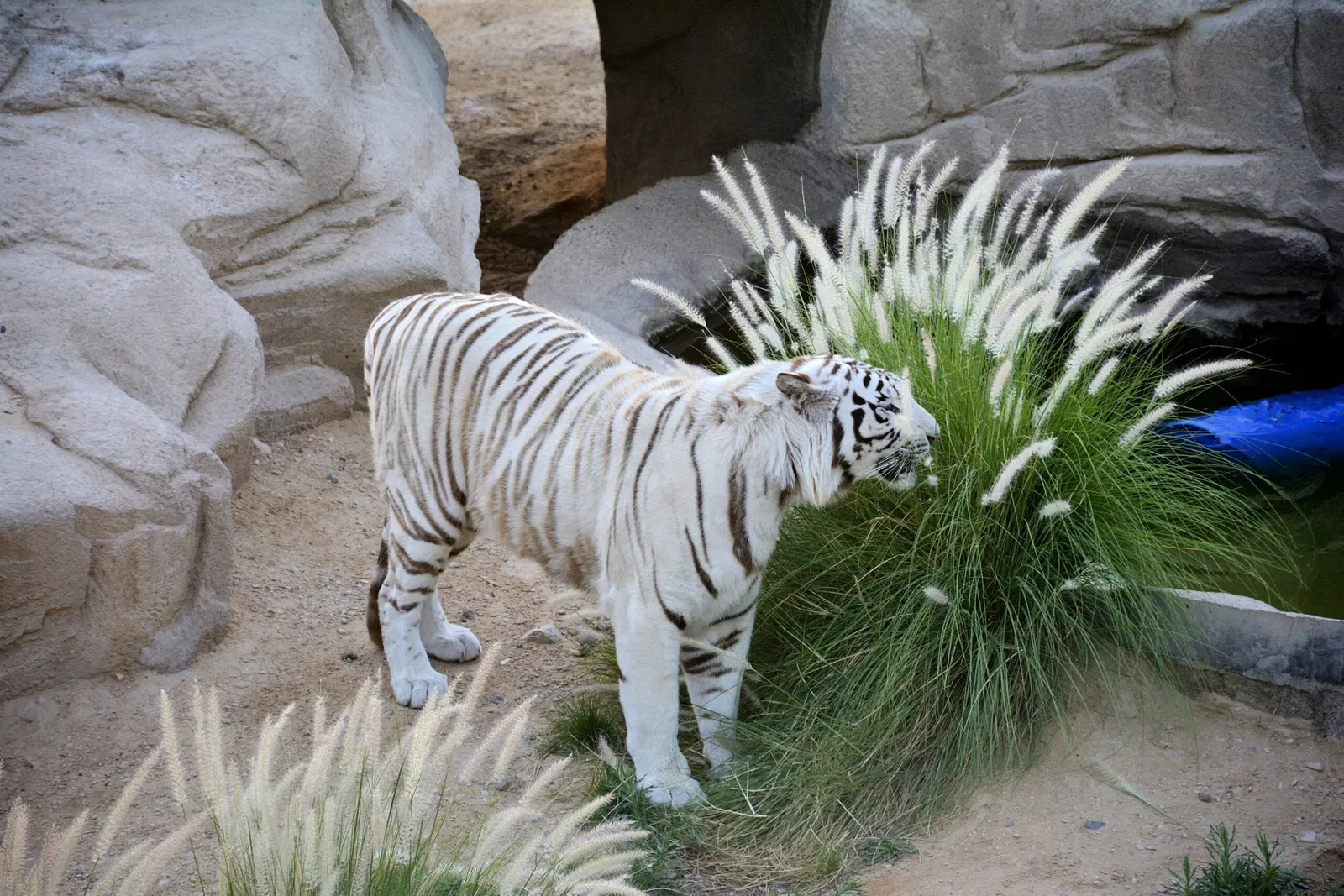 Zoológico de Al Ain