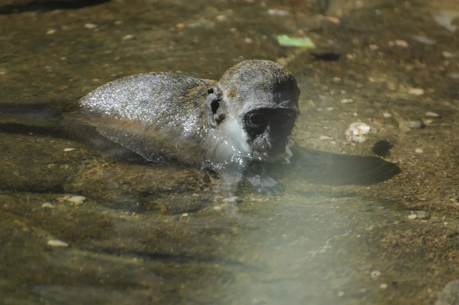 Zoológico de Al Ain