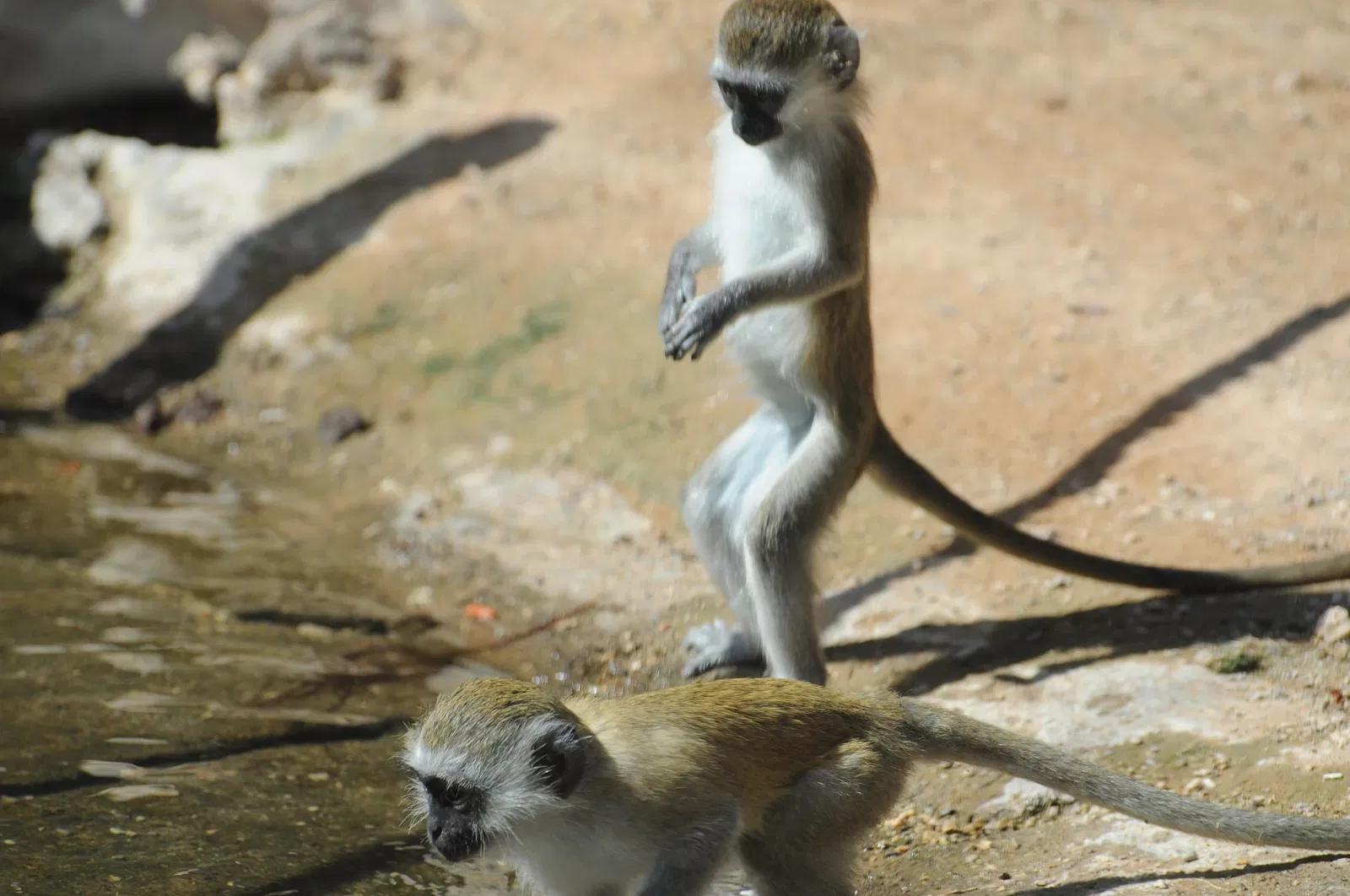 Zoológico de Al Ain