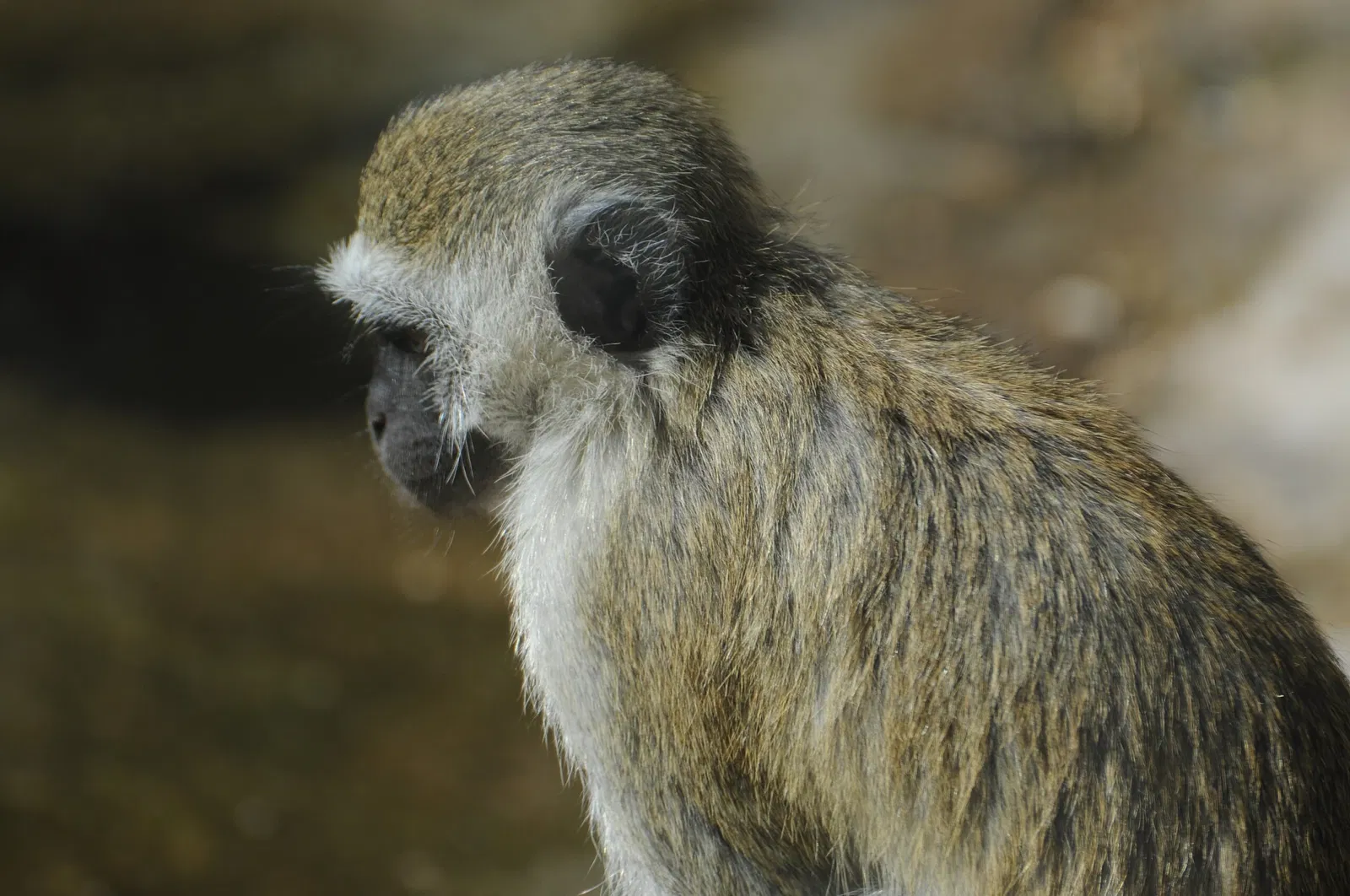 Zoológico de Al Ain