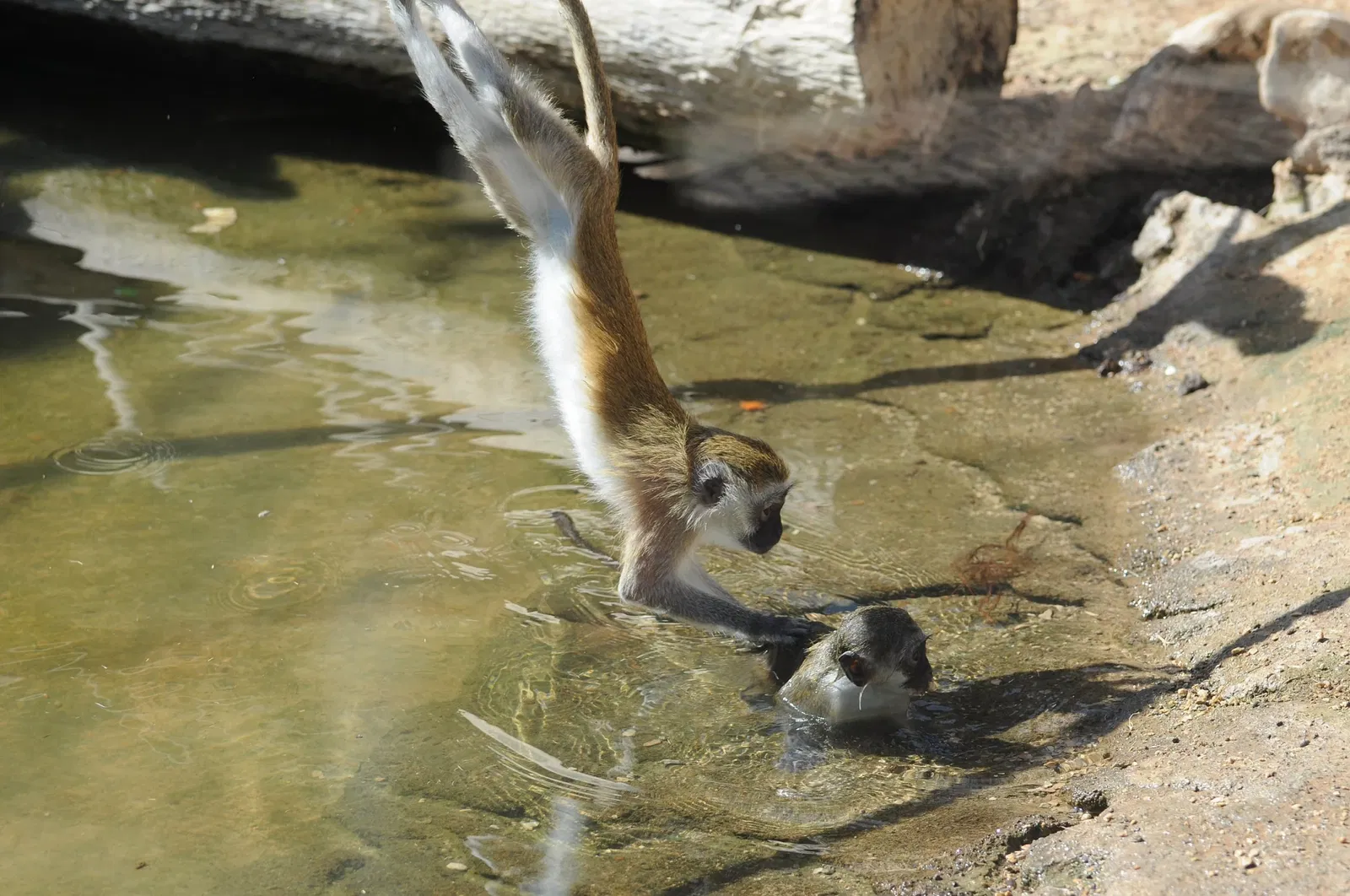 Zoológico de Al Ain