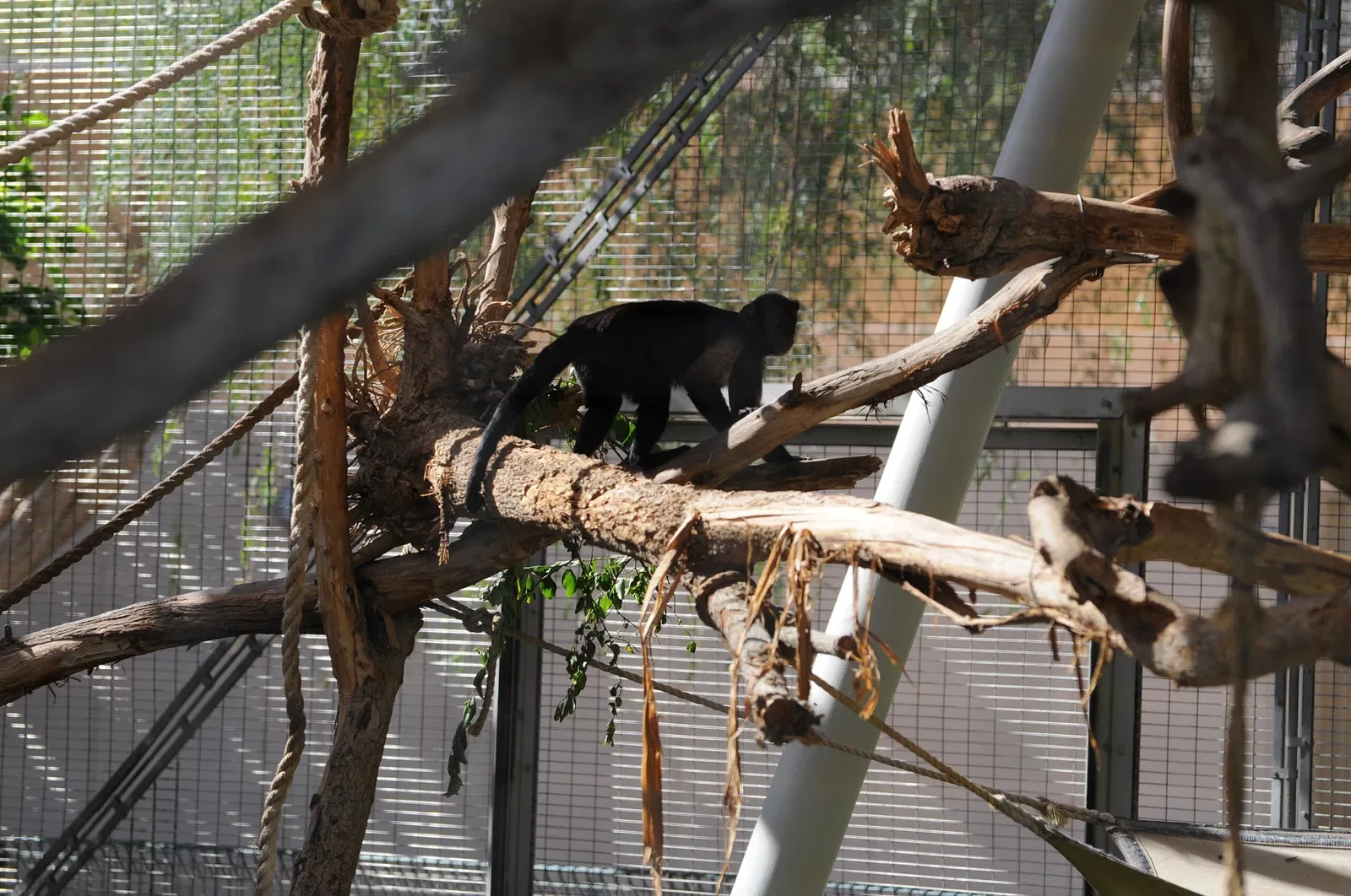 Zoológico de Al Ain
