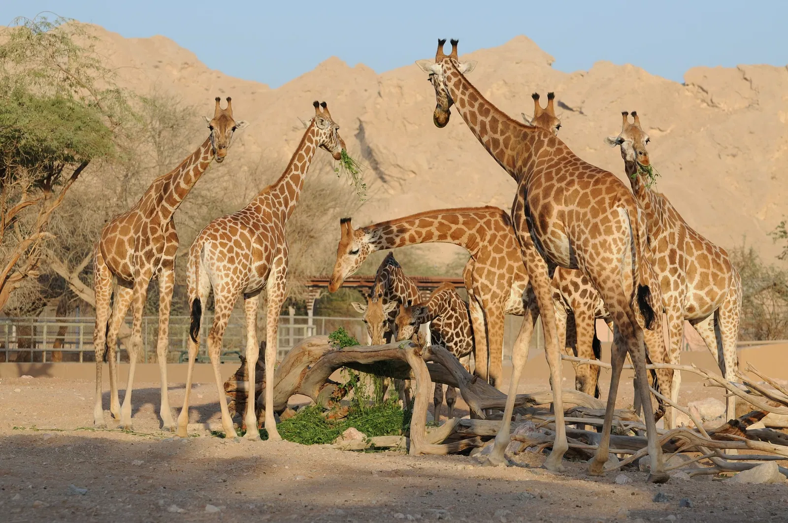 Zoológico de Al Ain