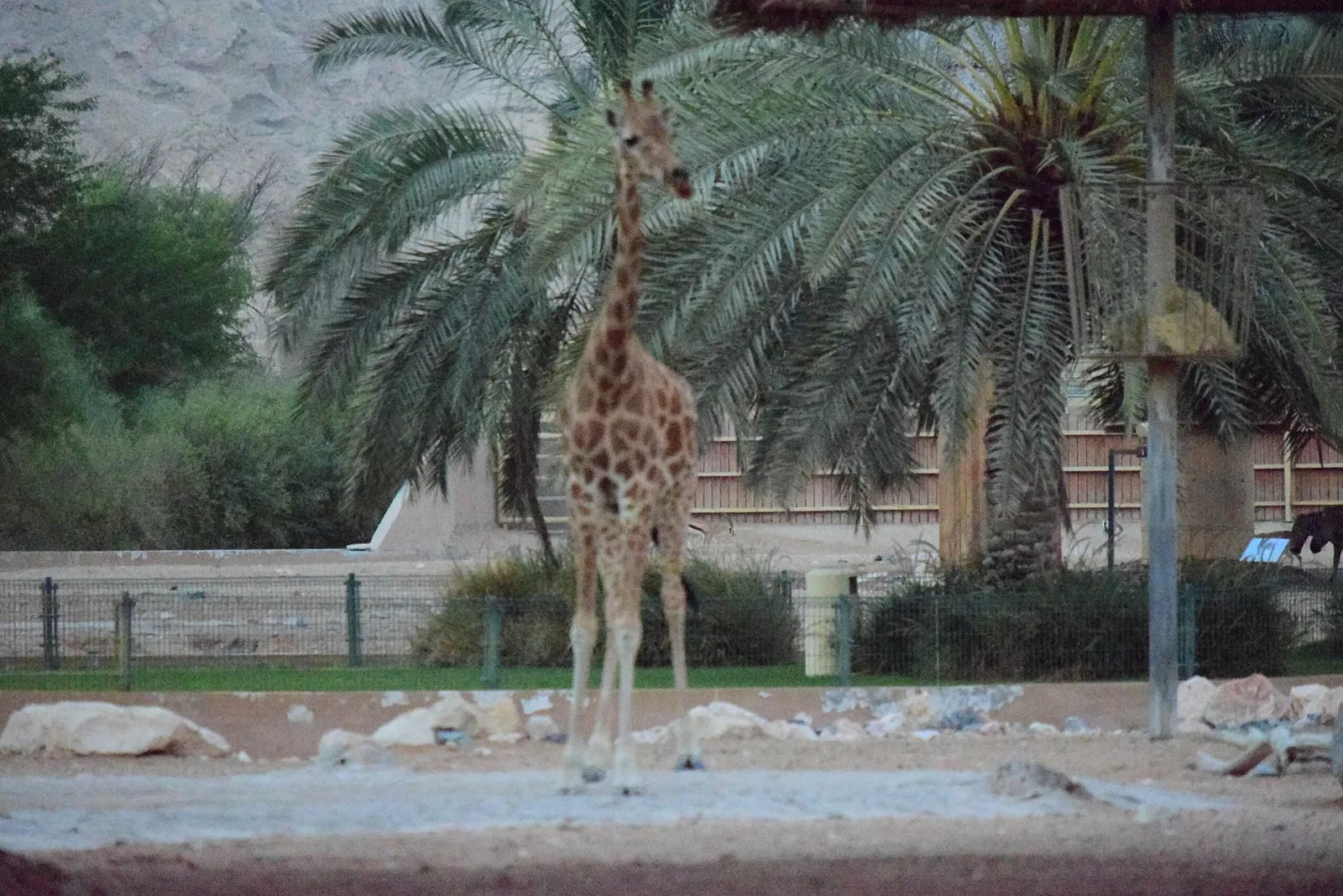 Zoo Al Ain
