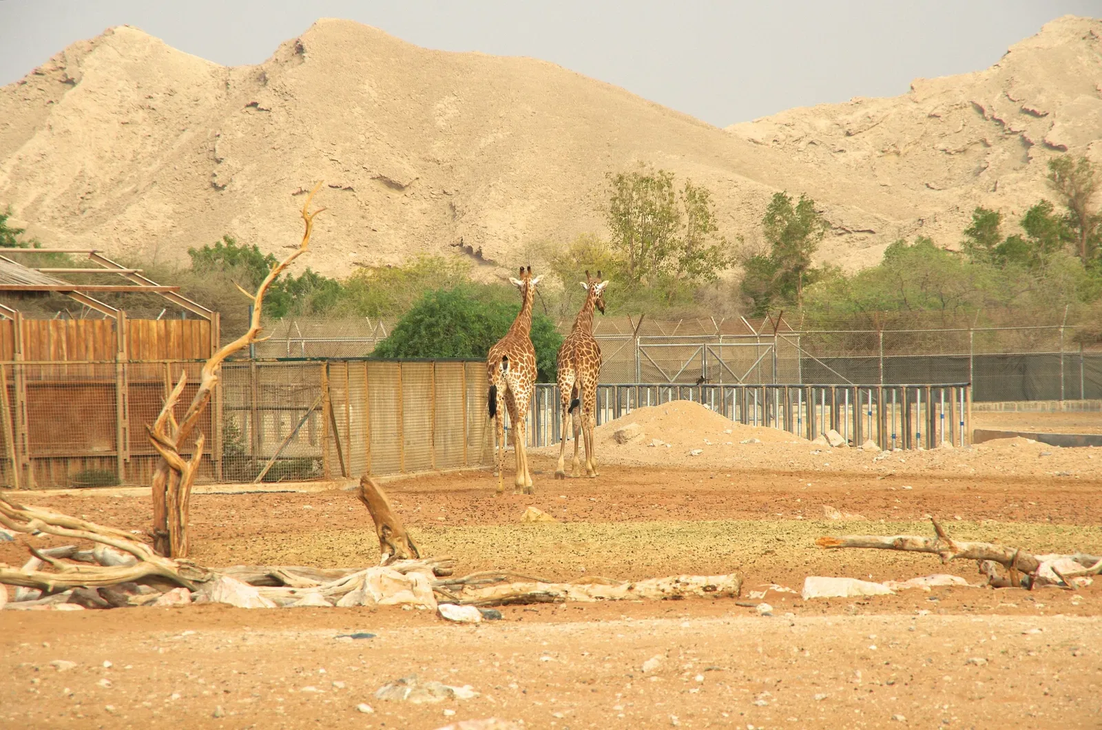 Zoológico de Al Ain