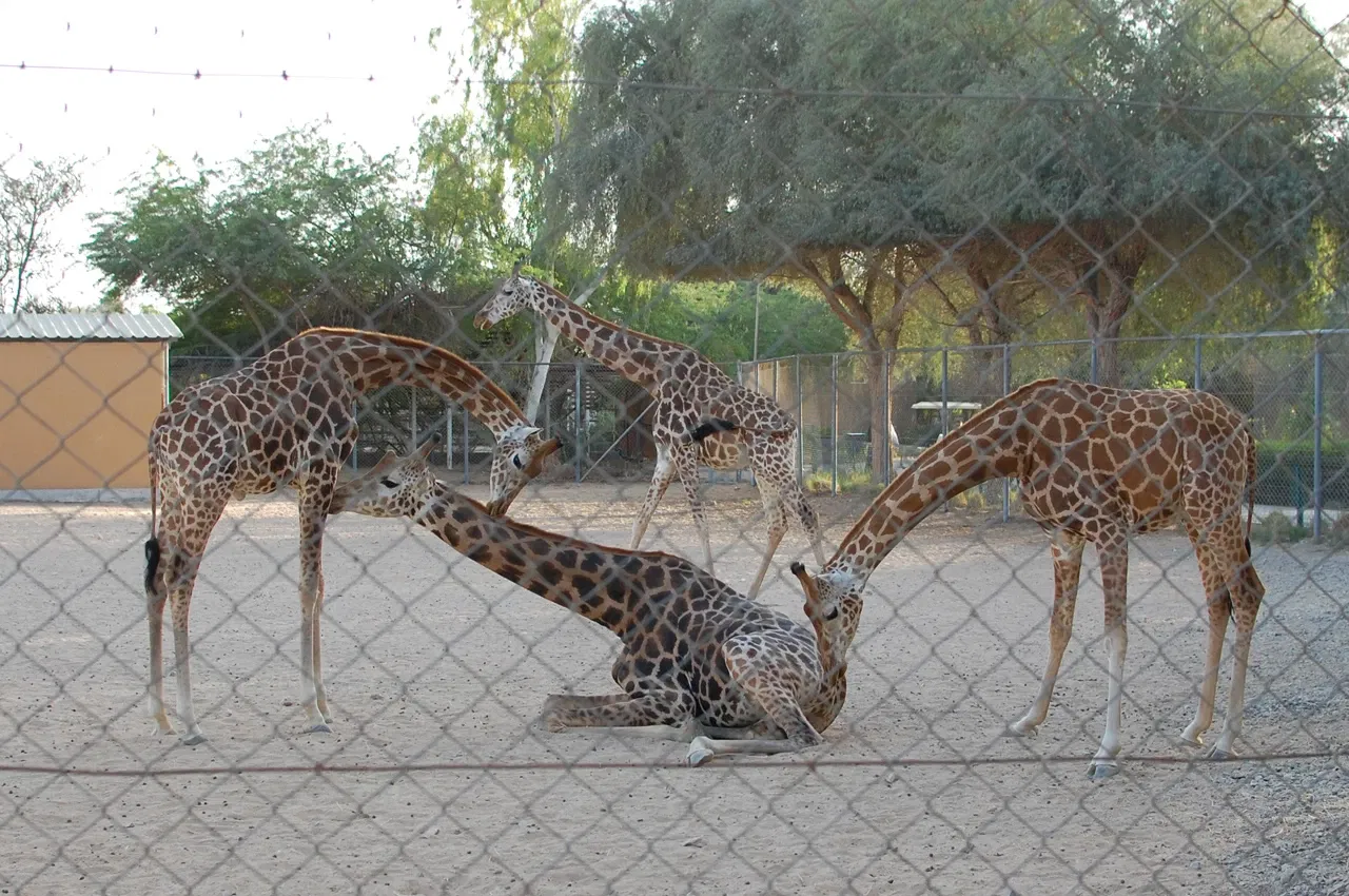 Al Ain Zoo