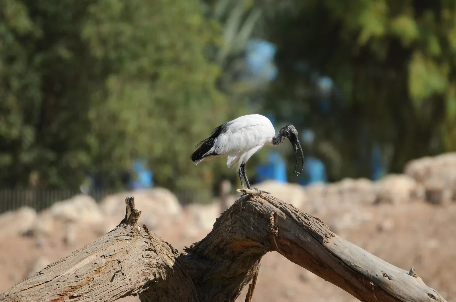 Al Ain Zoo