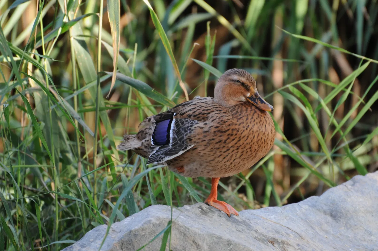 Zoológico de Al Ain