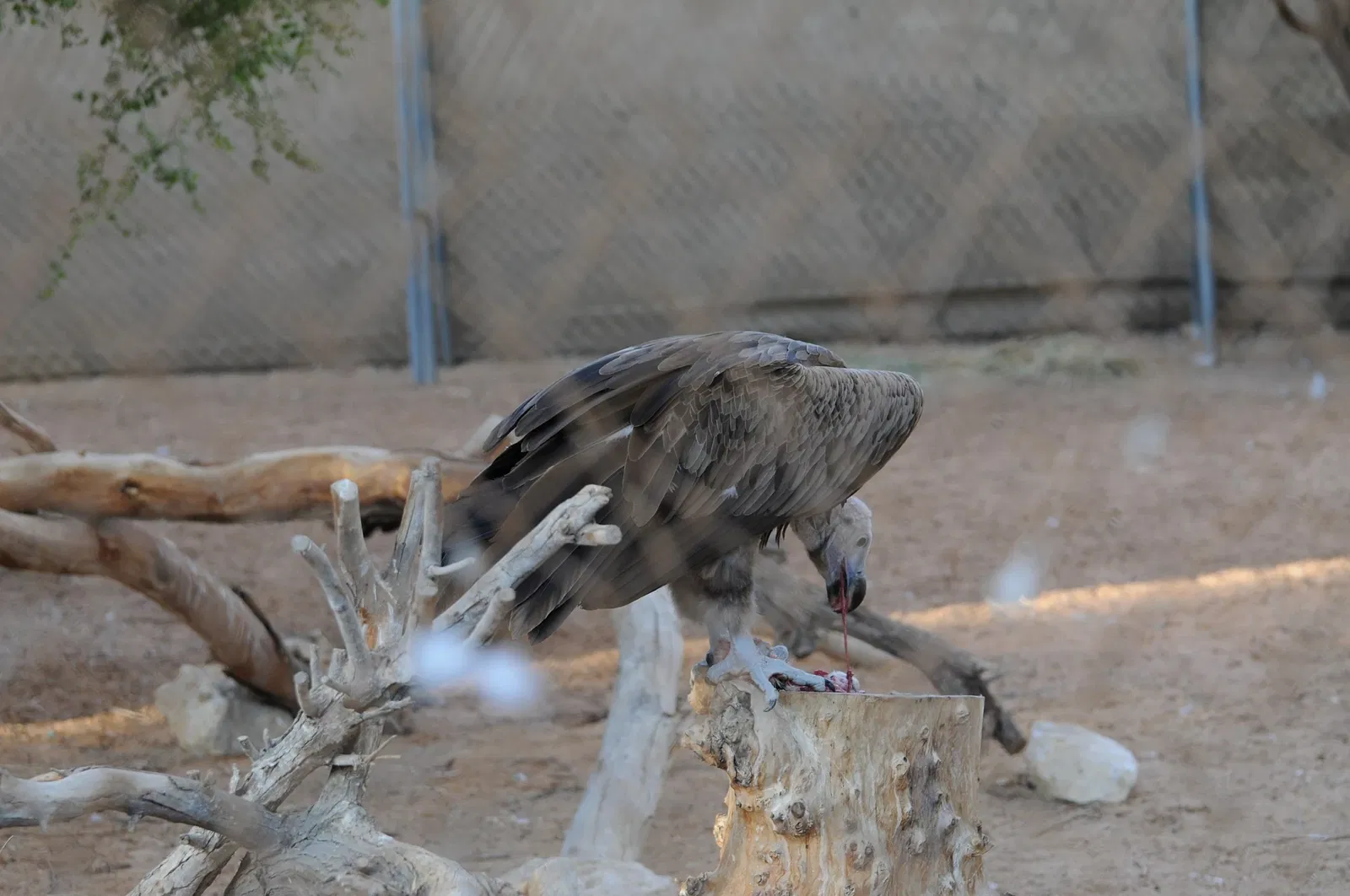 Al Ain Zoo
