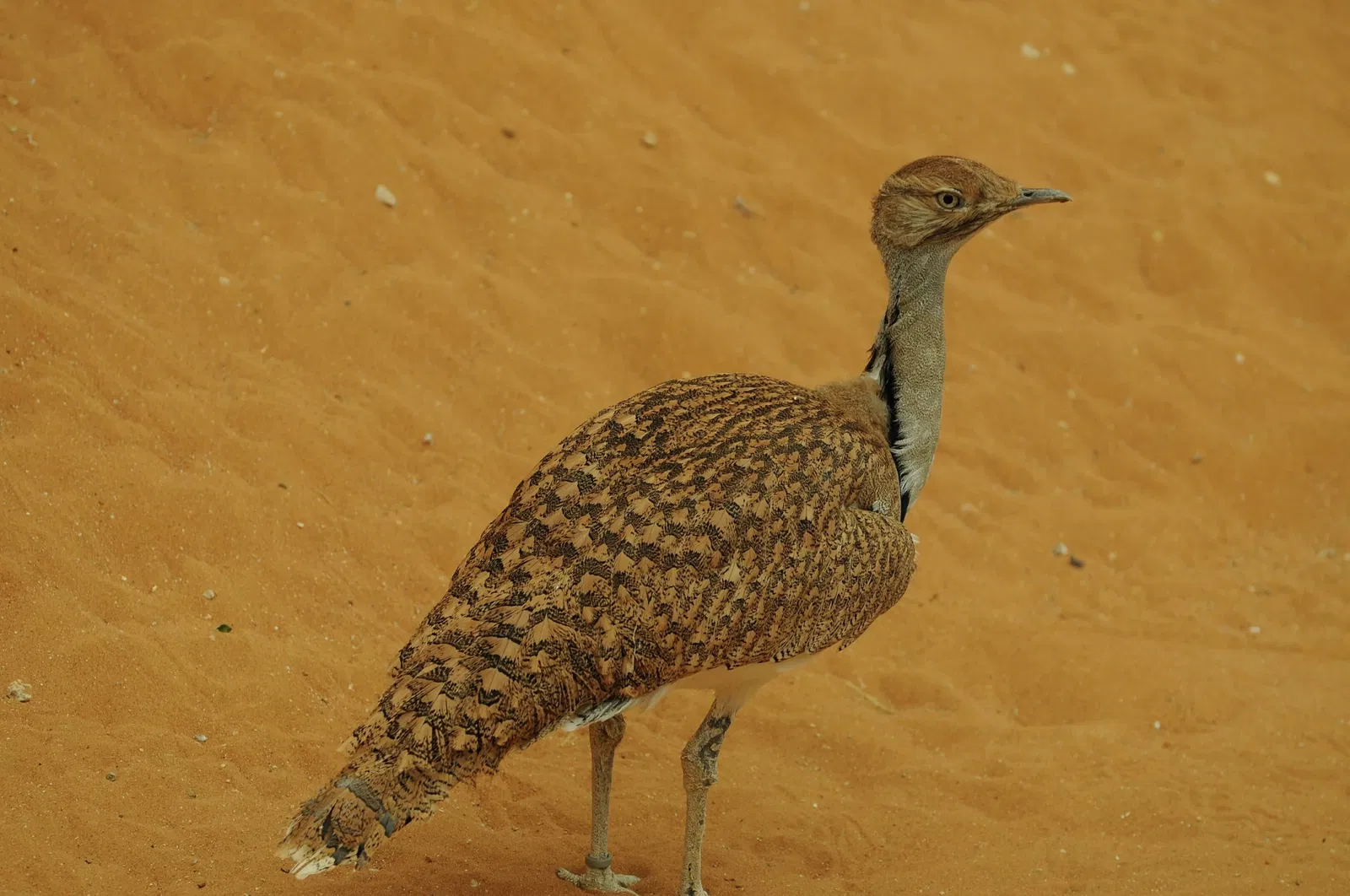 Zoológico de Al Ain