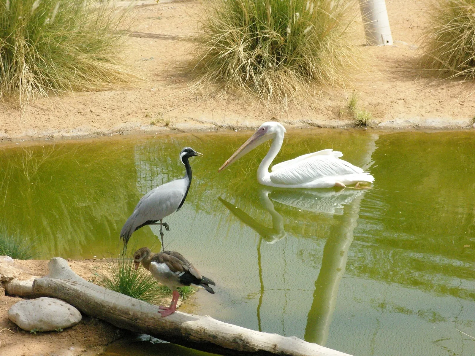 Al Ain Zoo