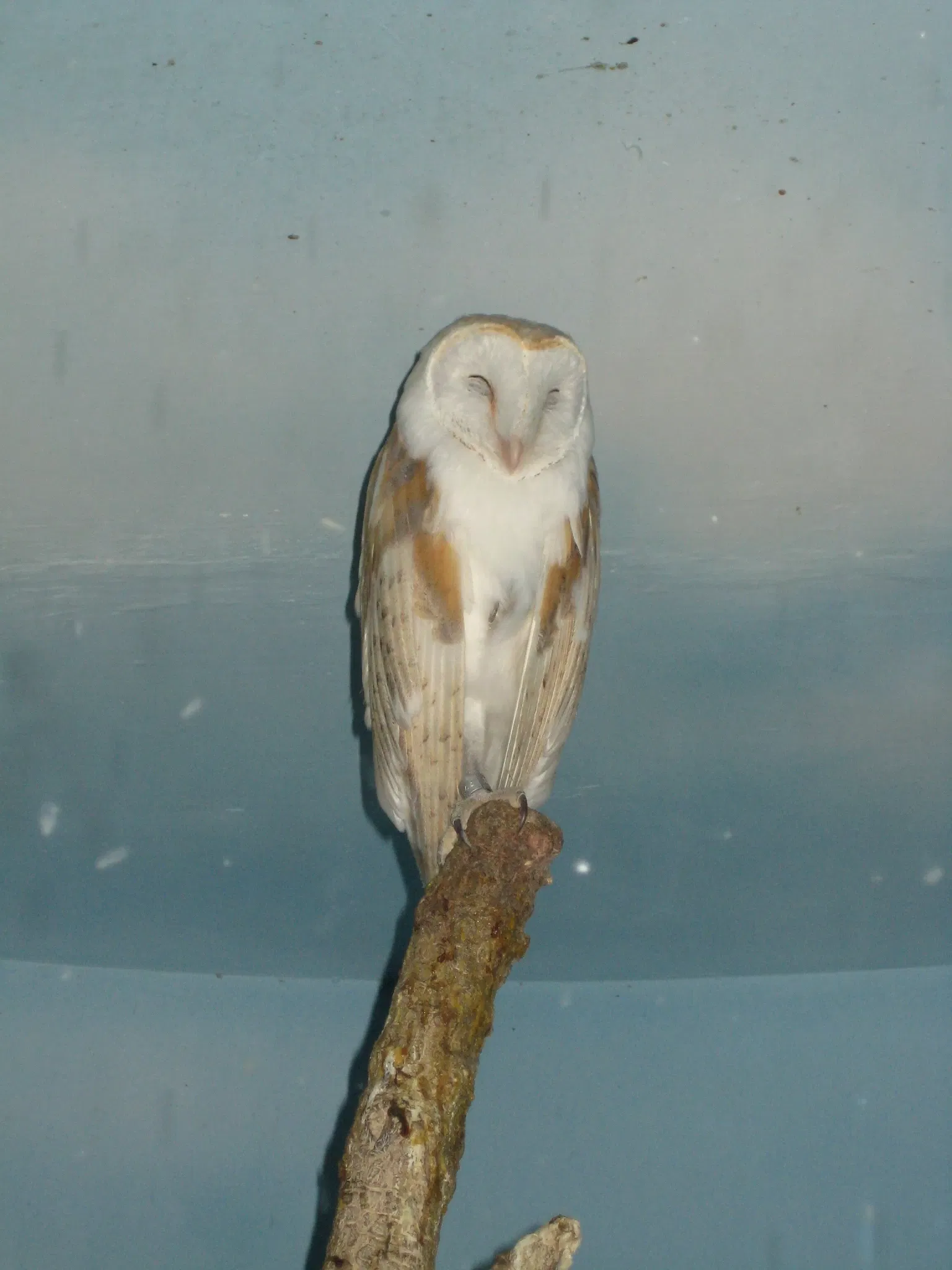 Zoológico de Al Ain