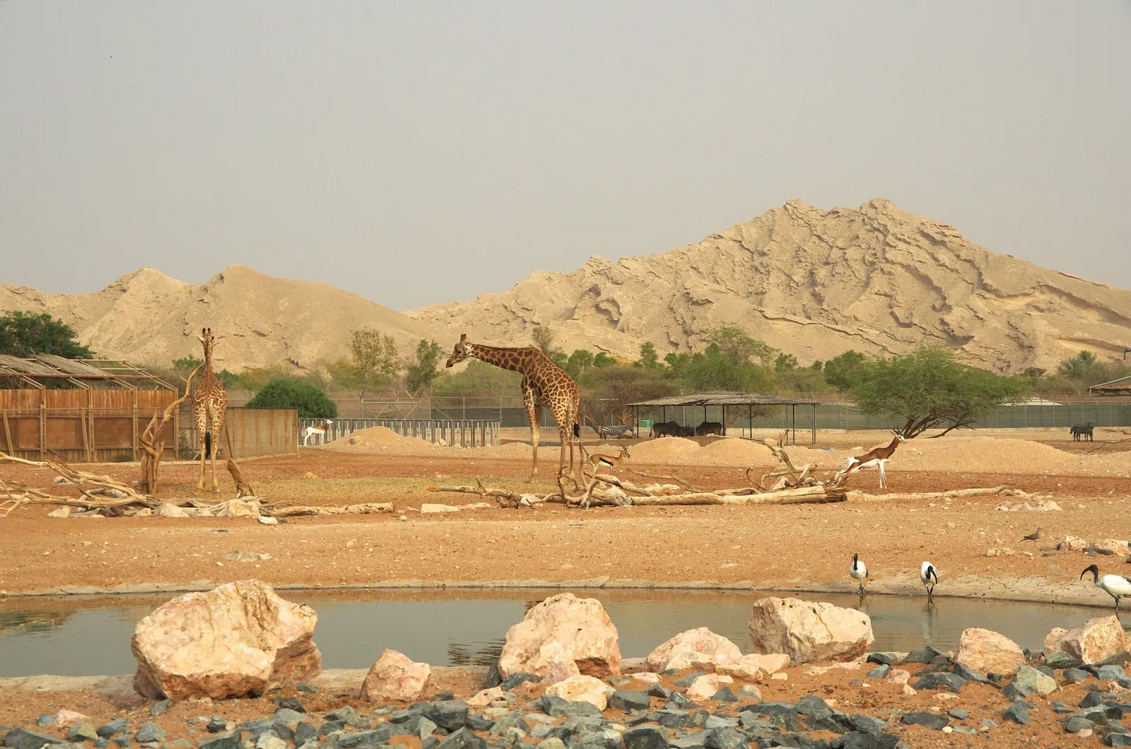 Zoológico de Al Ain