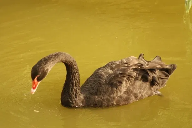 Zoológico de Al Ain
