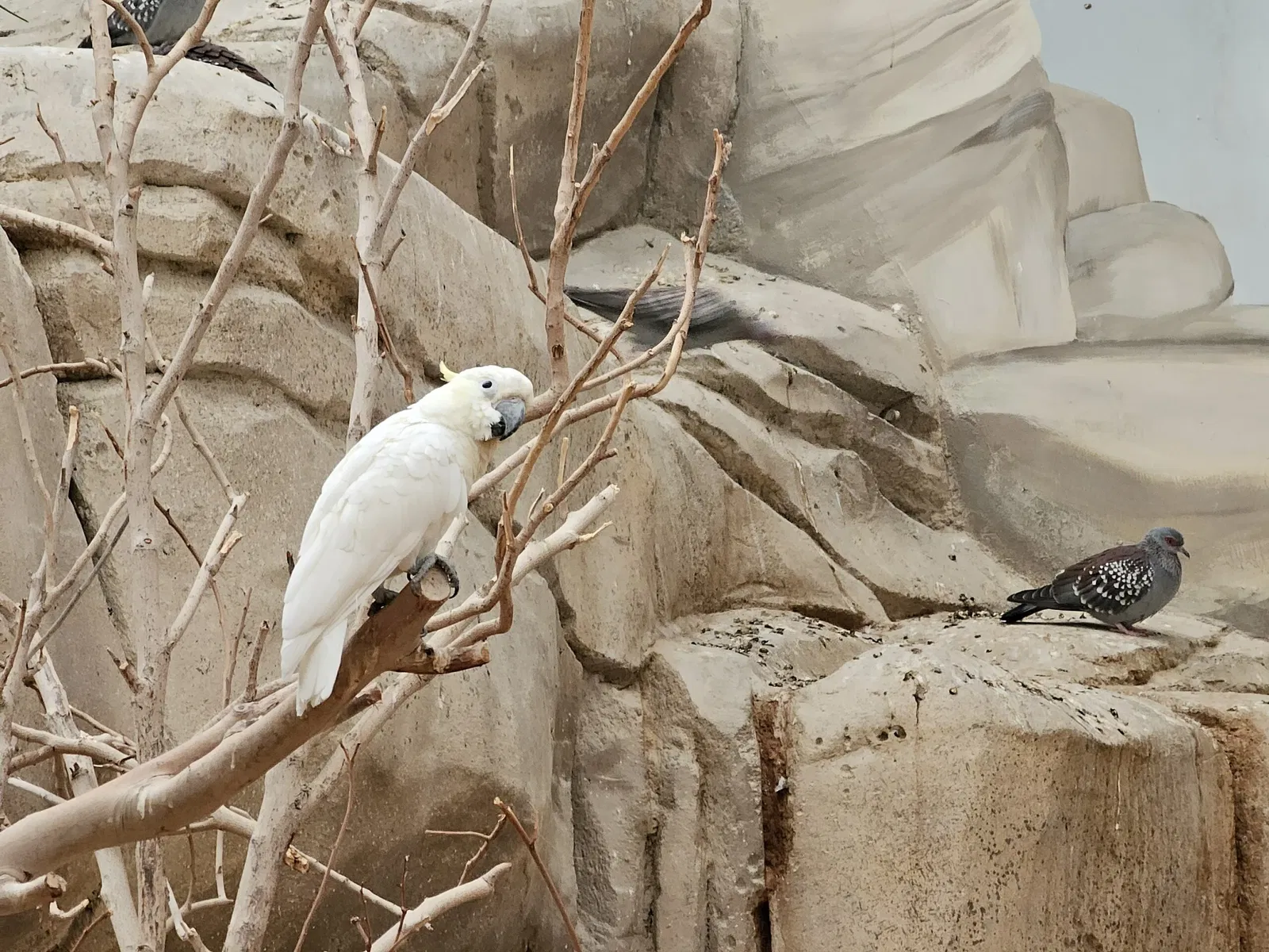Al Ain Zoo