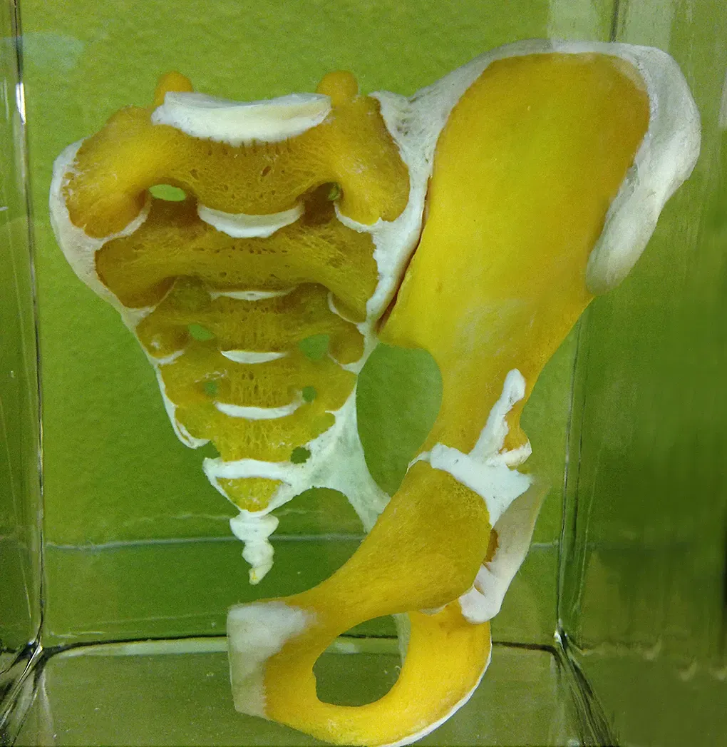 Anatomical Museum of the University of Basel