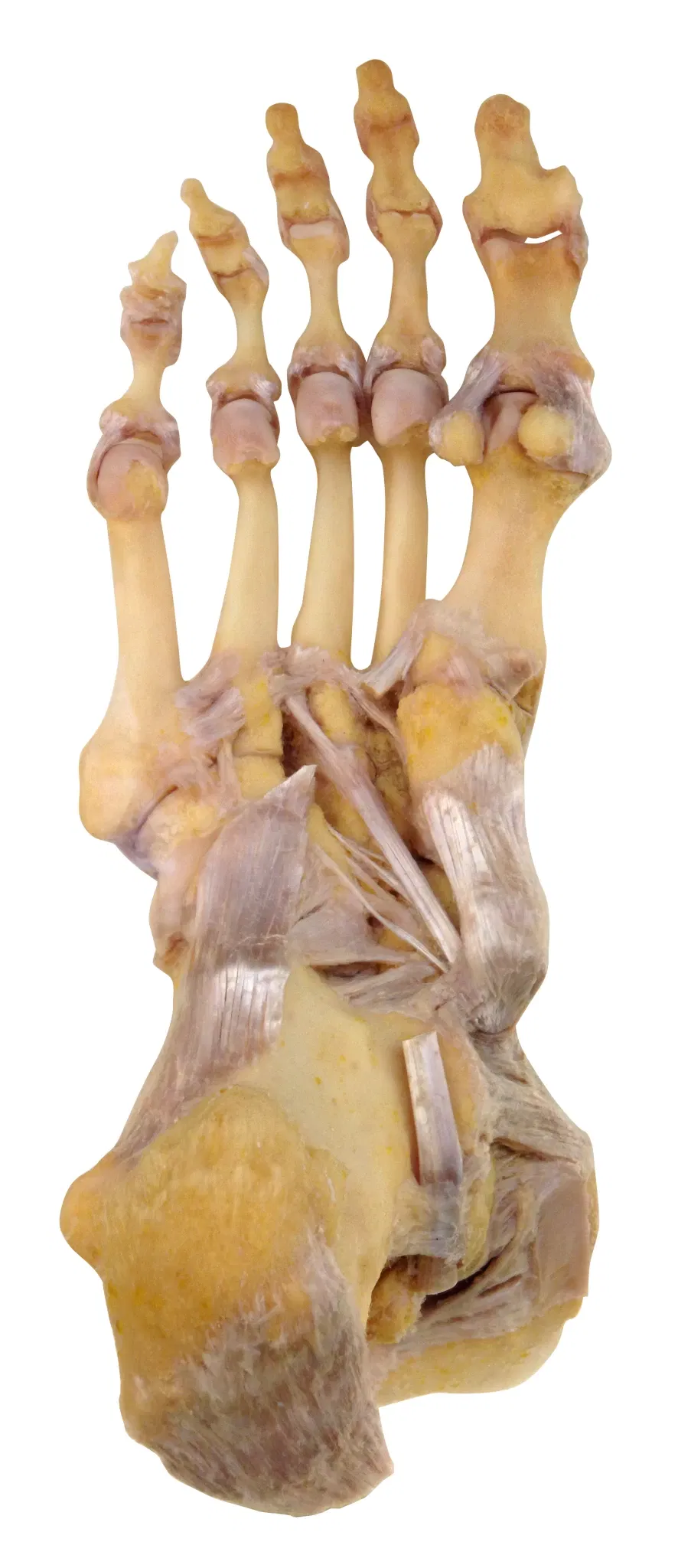 Anatomical Museum of the University of Basel