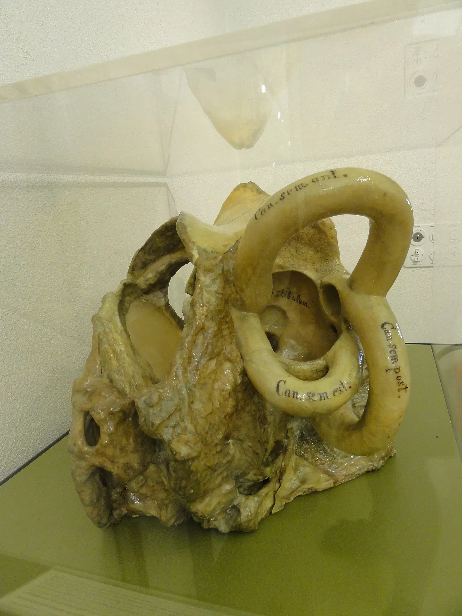 Museum of Anatomy