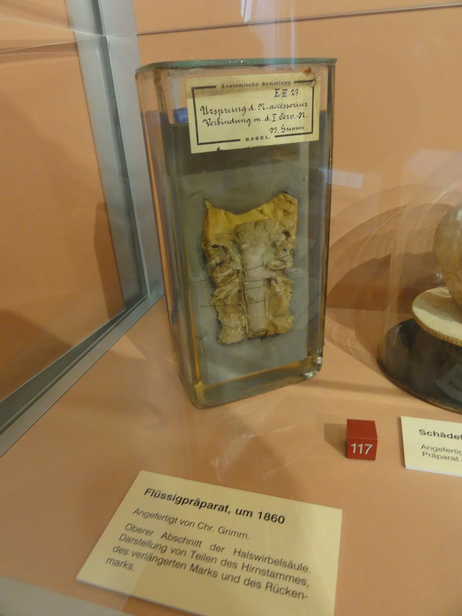 Anatomical Museum of the University of Basel