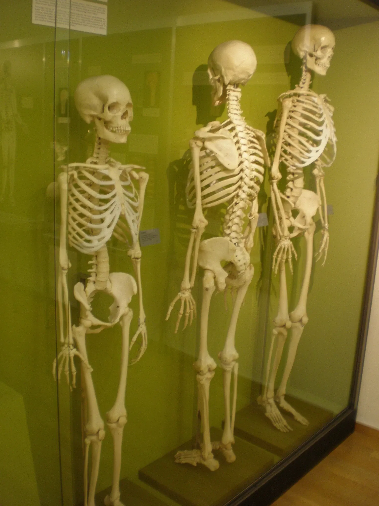Anatomisches Museum