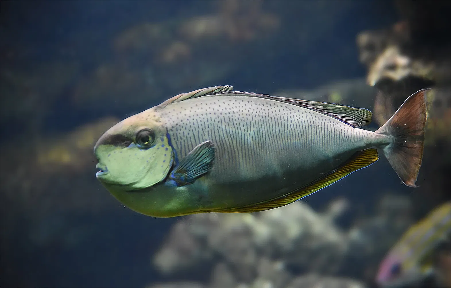 Zoológico de Basilea