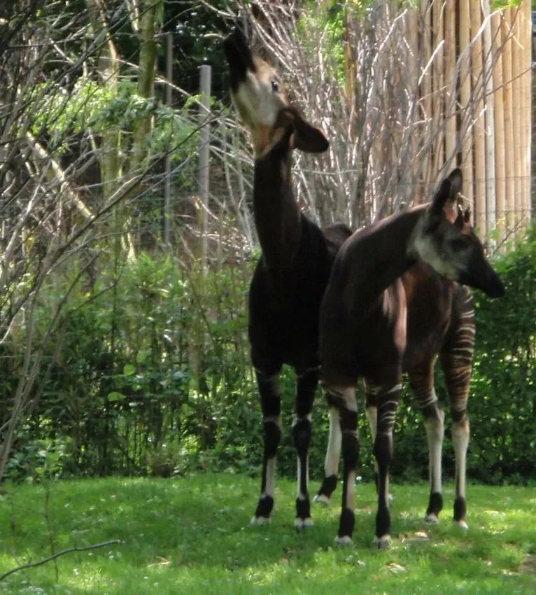 Zoológico de Basilea