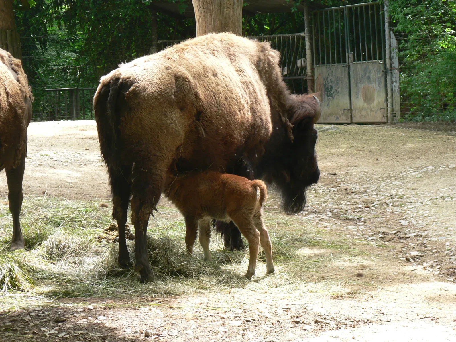 Zoo de Bâle