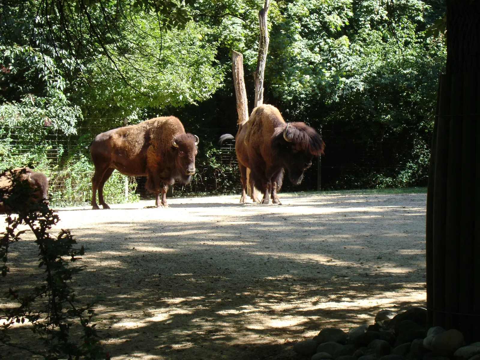 Zoológico de Basilea