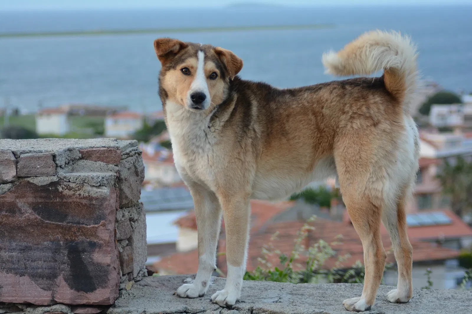 Rahmi M. Koç Museum