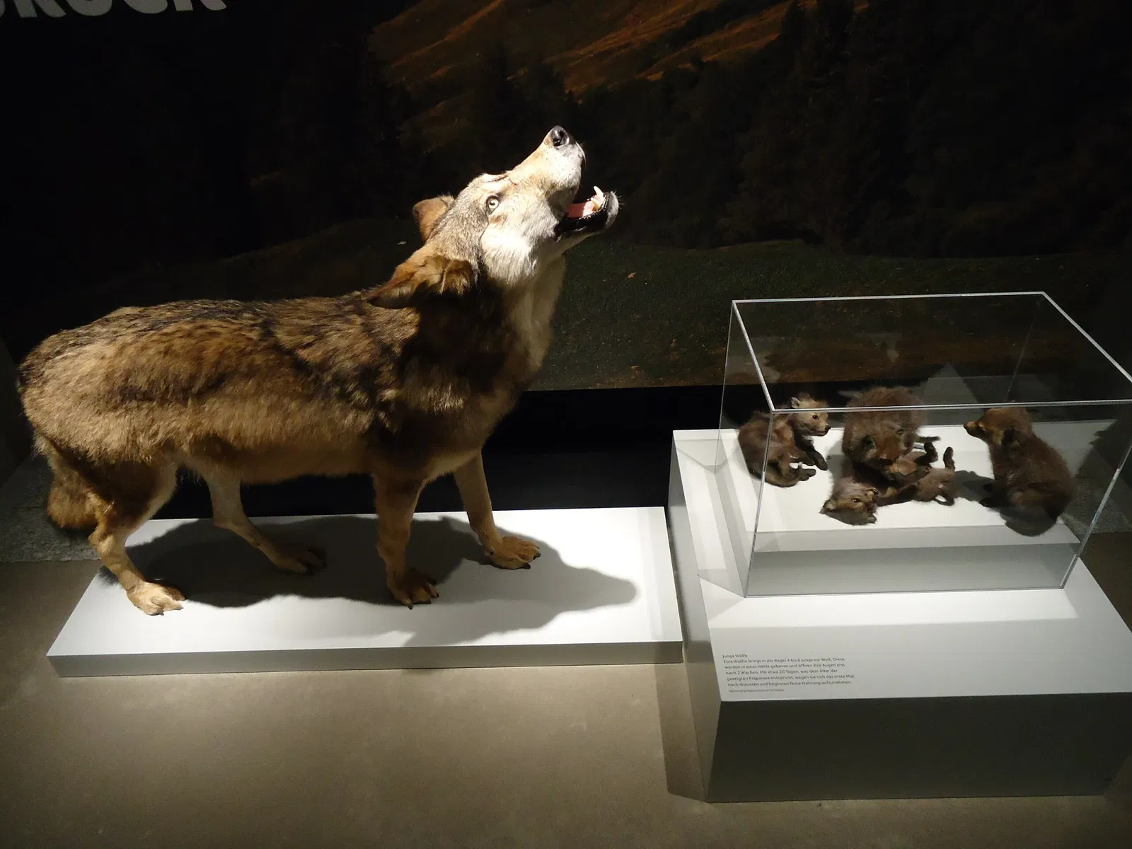 Naturmuseum St. Gallen