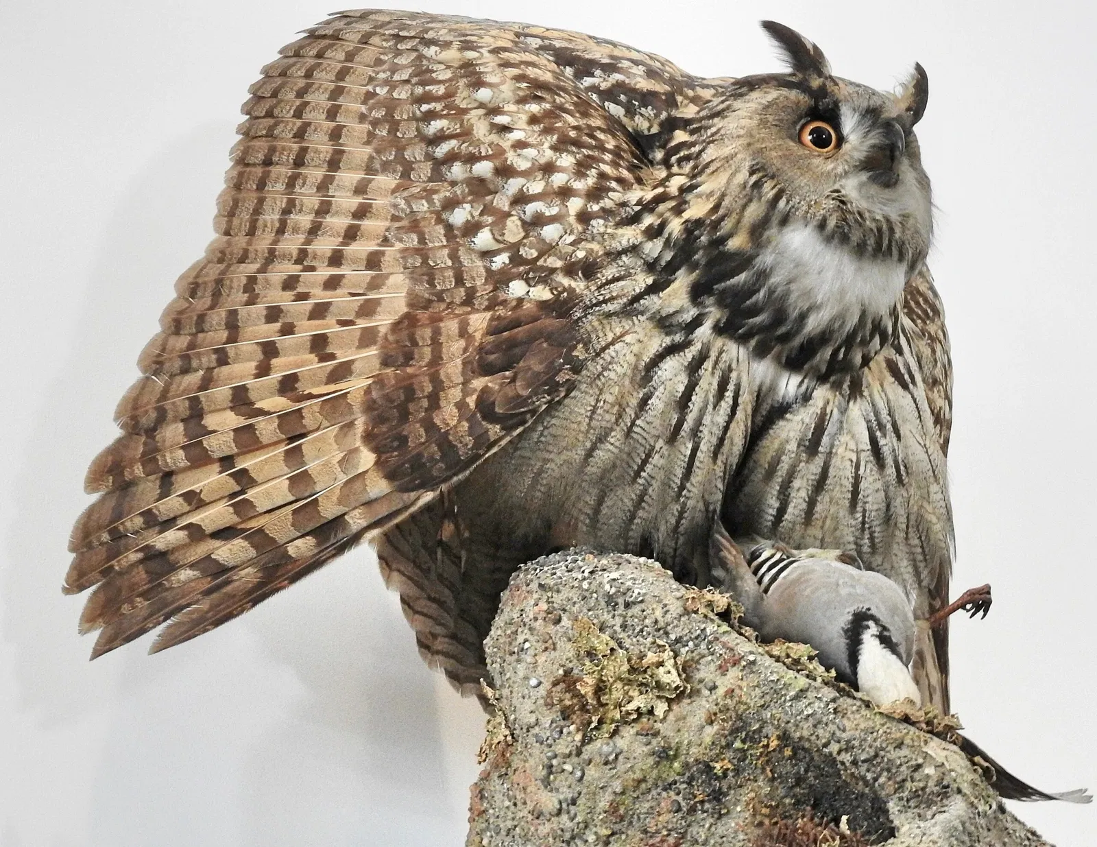 Naturmuseum St. Gallen