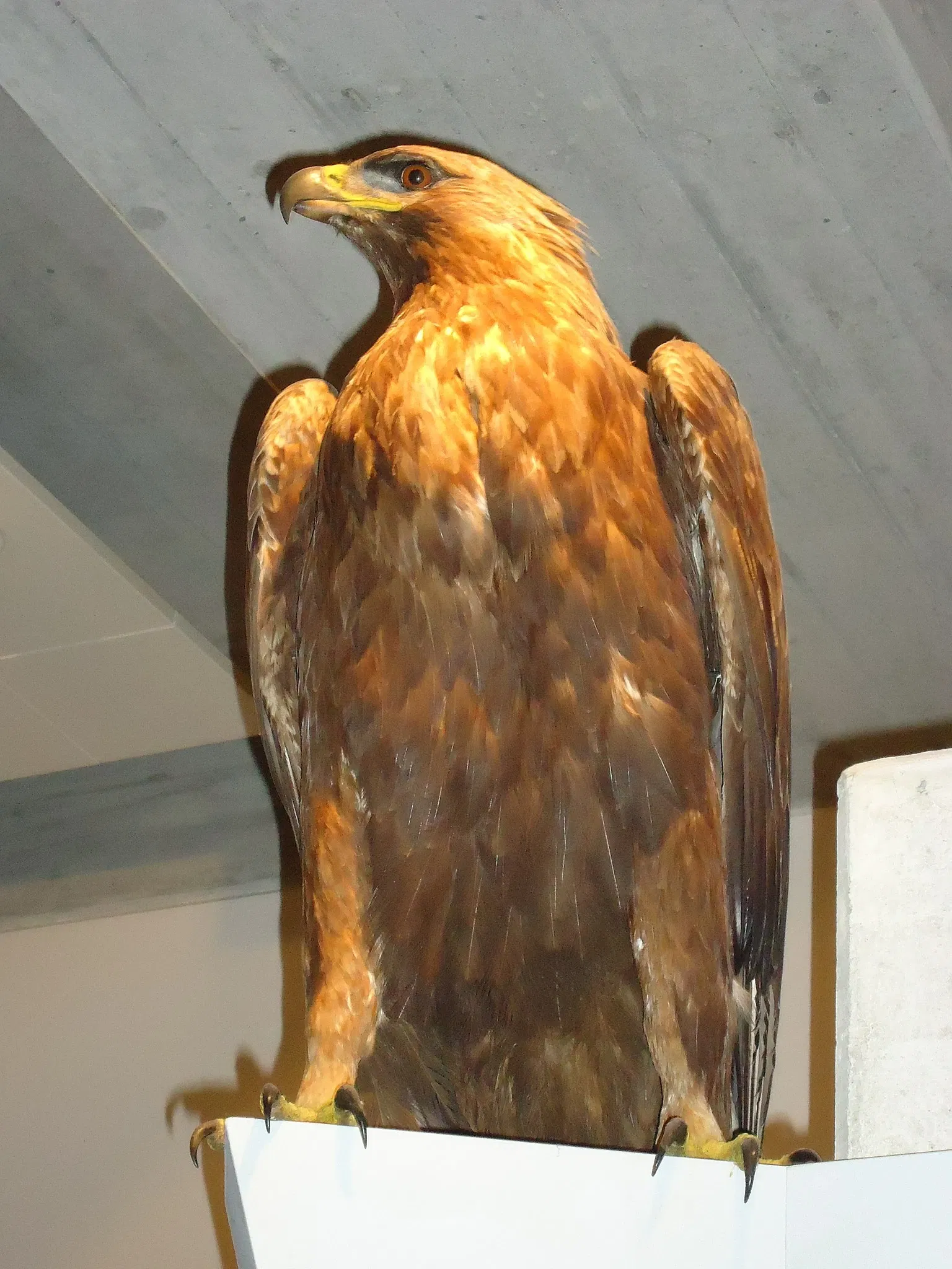 Natural History Museum St. Gallen