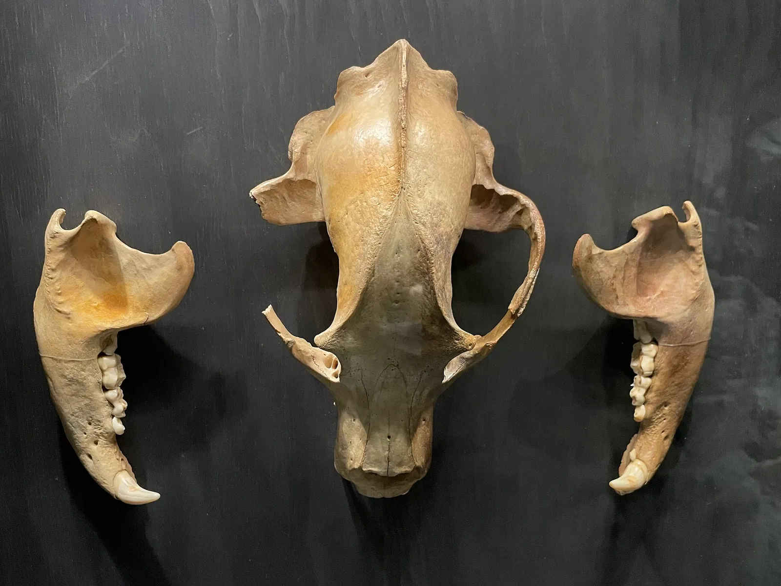 Naturmuseum St. Gallen