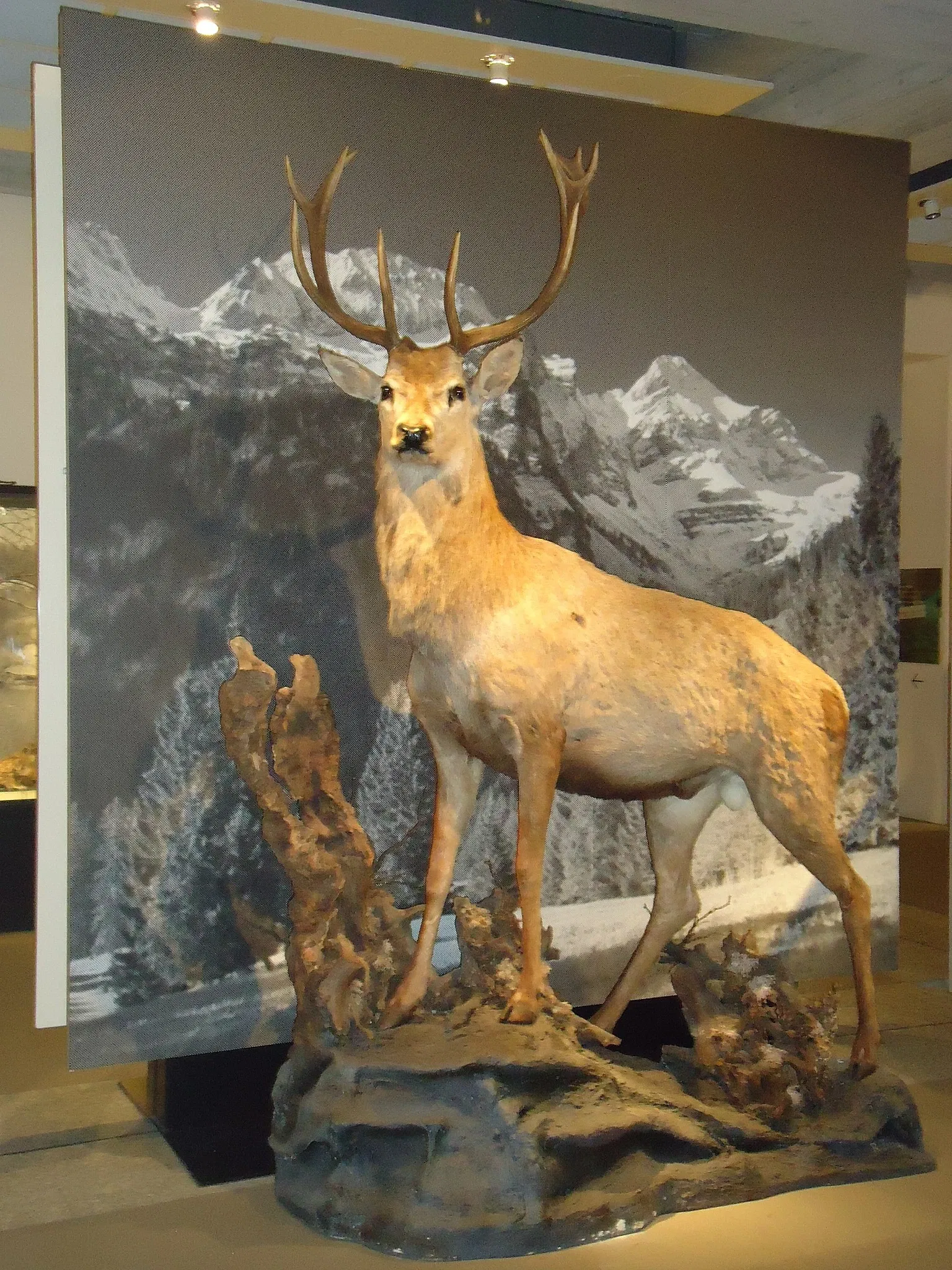 Naturmuseum St. Gallen