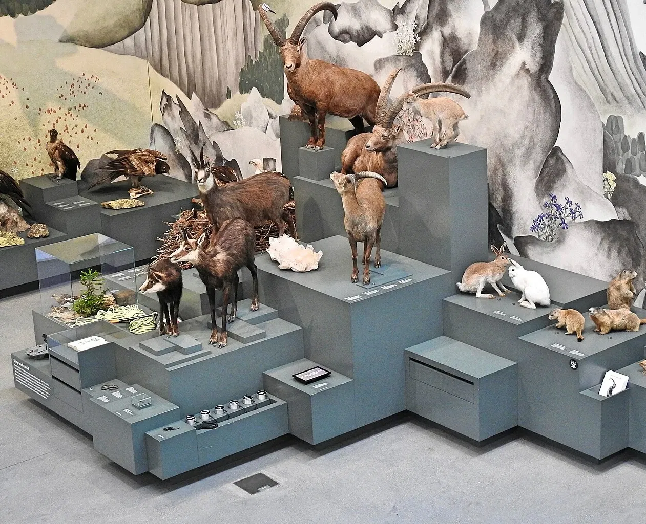 Natural History Museum St. Gallen